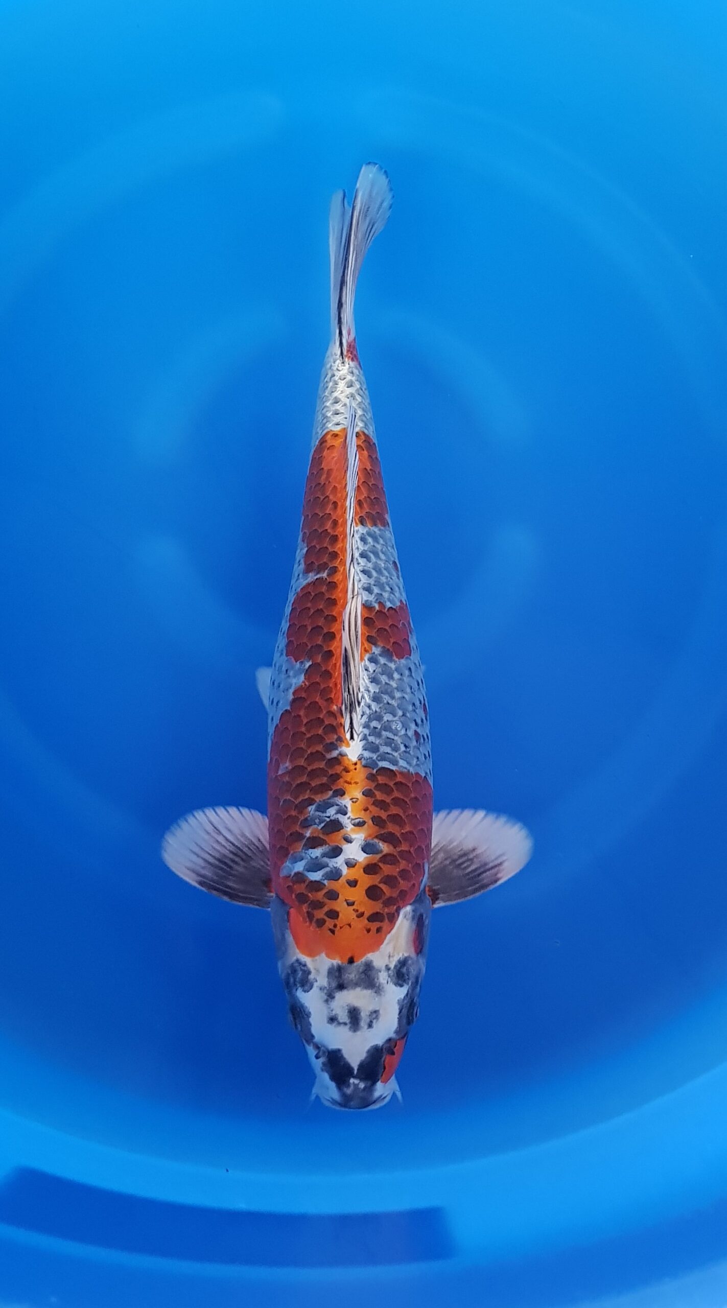 Beni ginga - Nisai (2 jaar) - KOI-30641