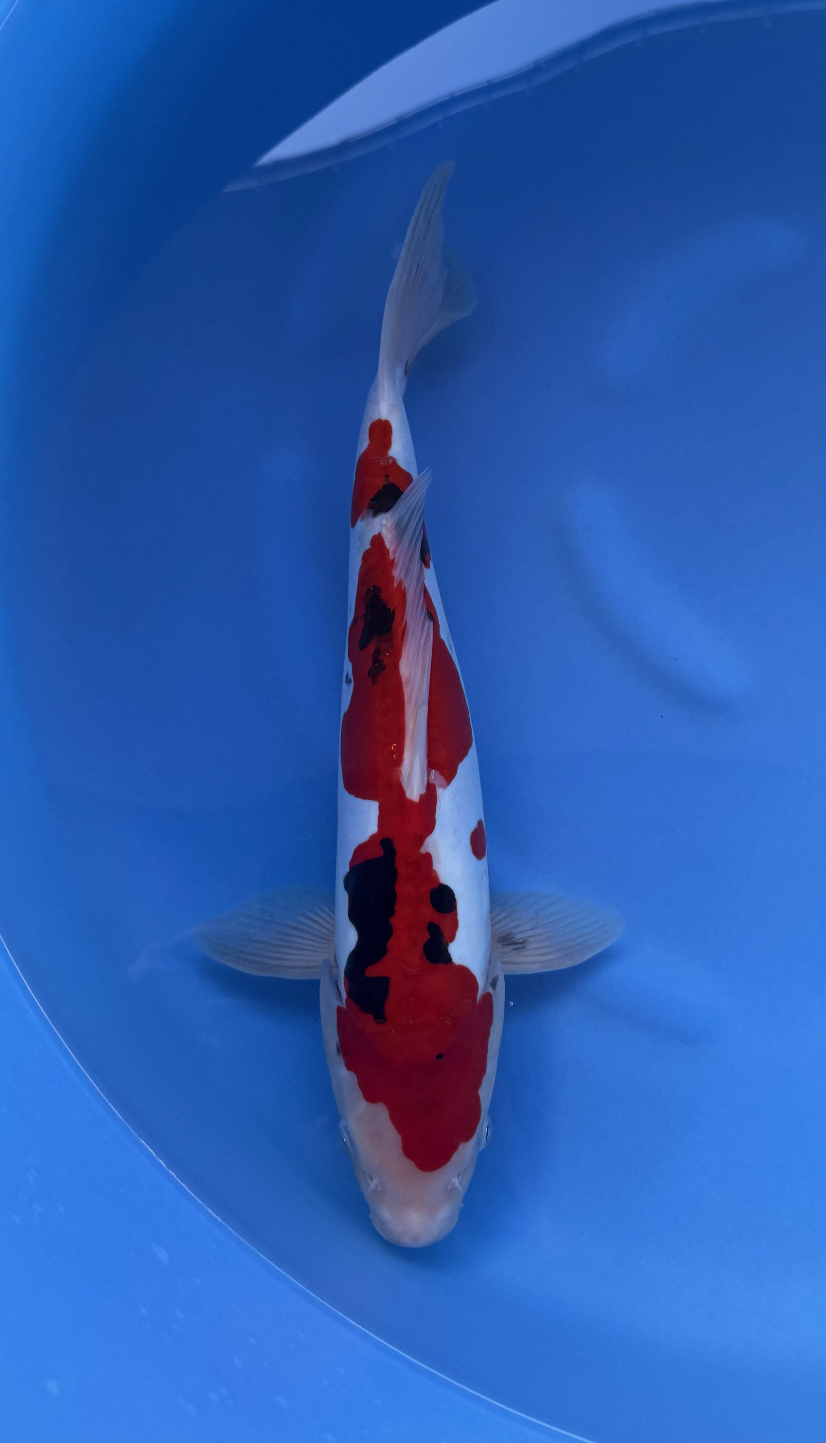 Dier, Karper, Vis, Zeeleven, Koi