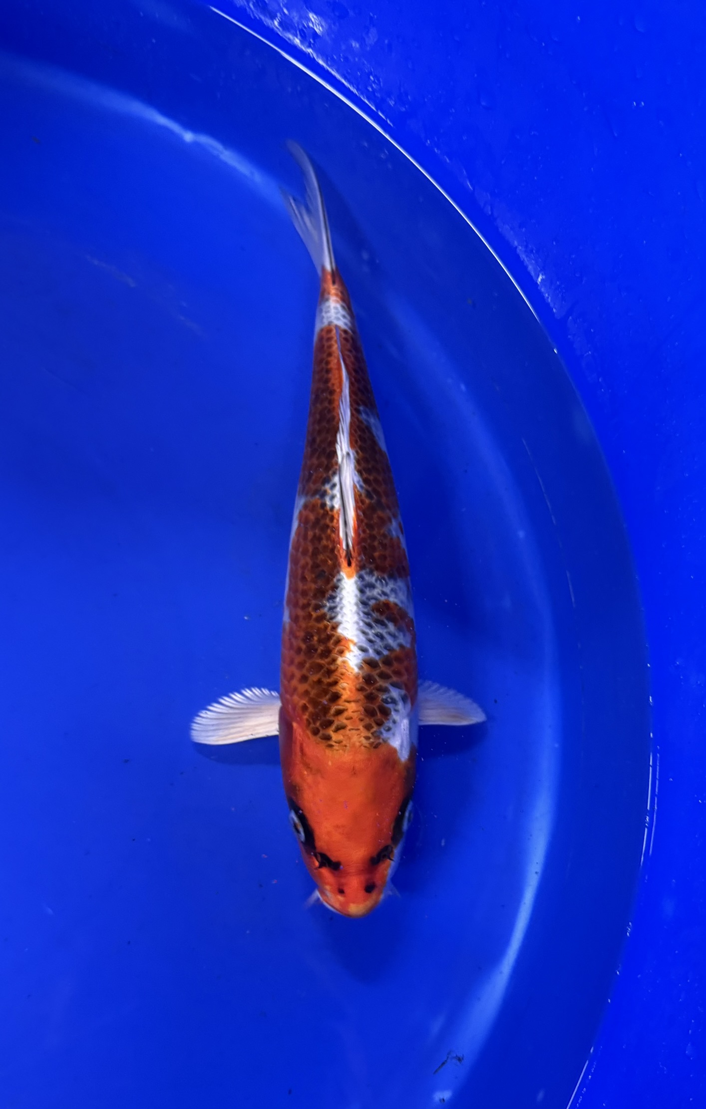 Aquatisch, Vis, Zeeleven, Karper, Koi