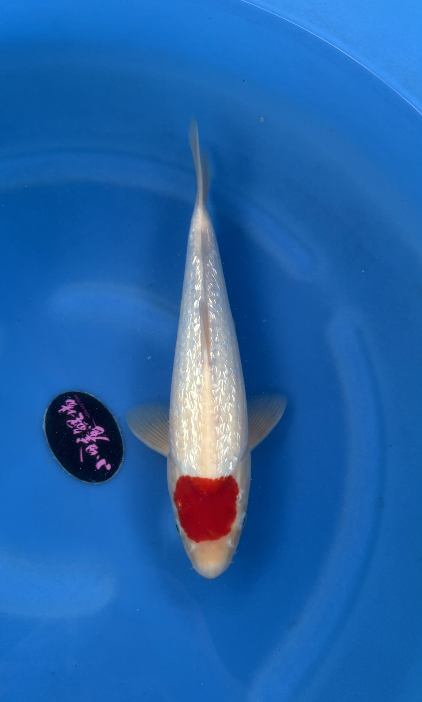 Vis, Zeeleven, Aquatisch, Karper, Koi