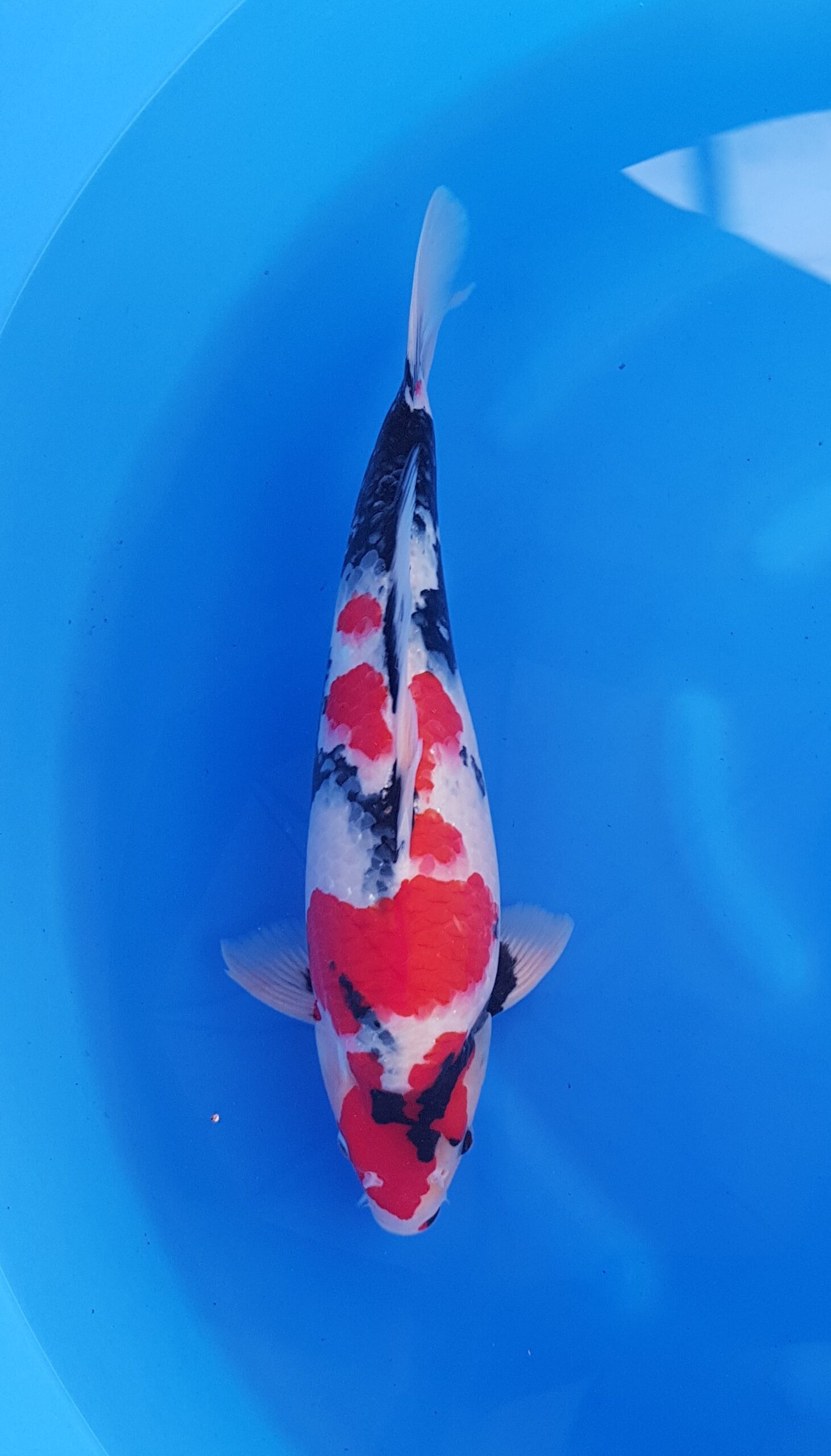 Showa - HQ Nisai (2 jaar) - KOI-31048