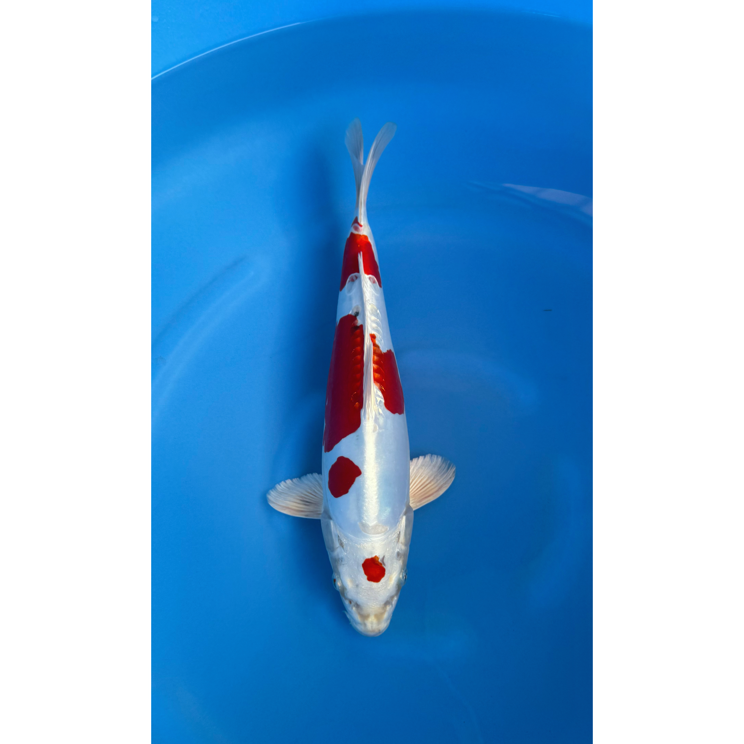 Kase - Nisai - Kikusui - KOI-7260384