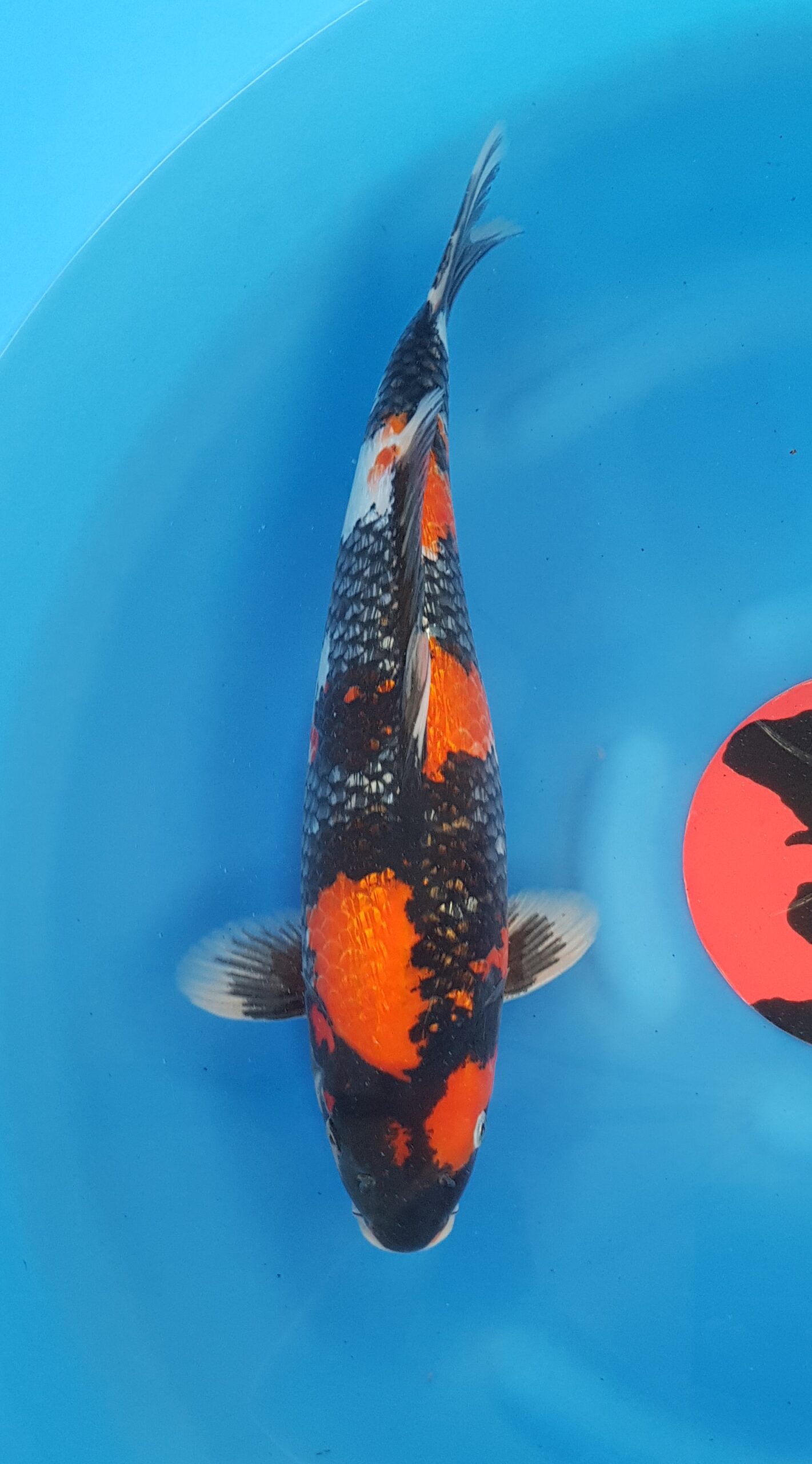 Showa ginrin - Nisai (2 jaar) - KOI-30440