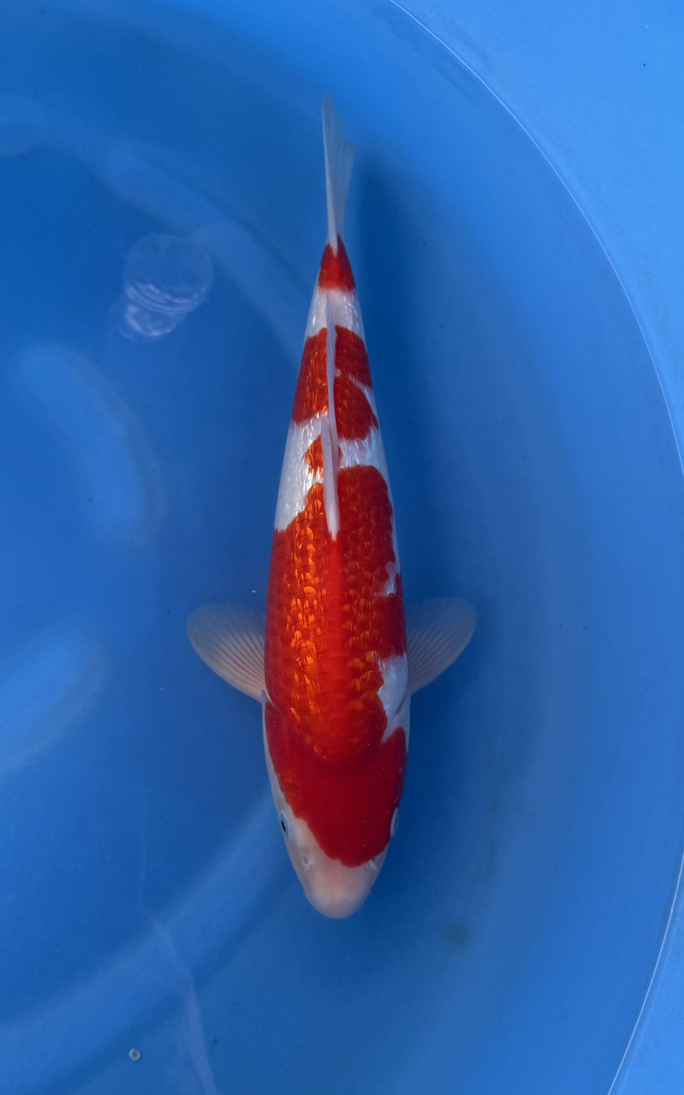 Dier, Zeeleven, Vis, Karper, Koi