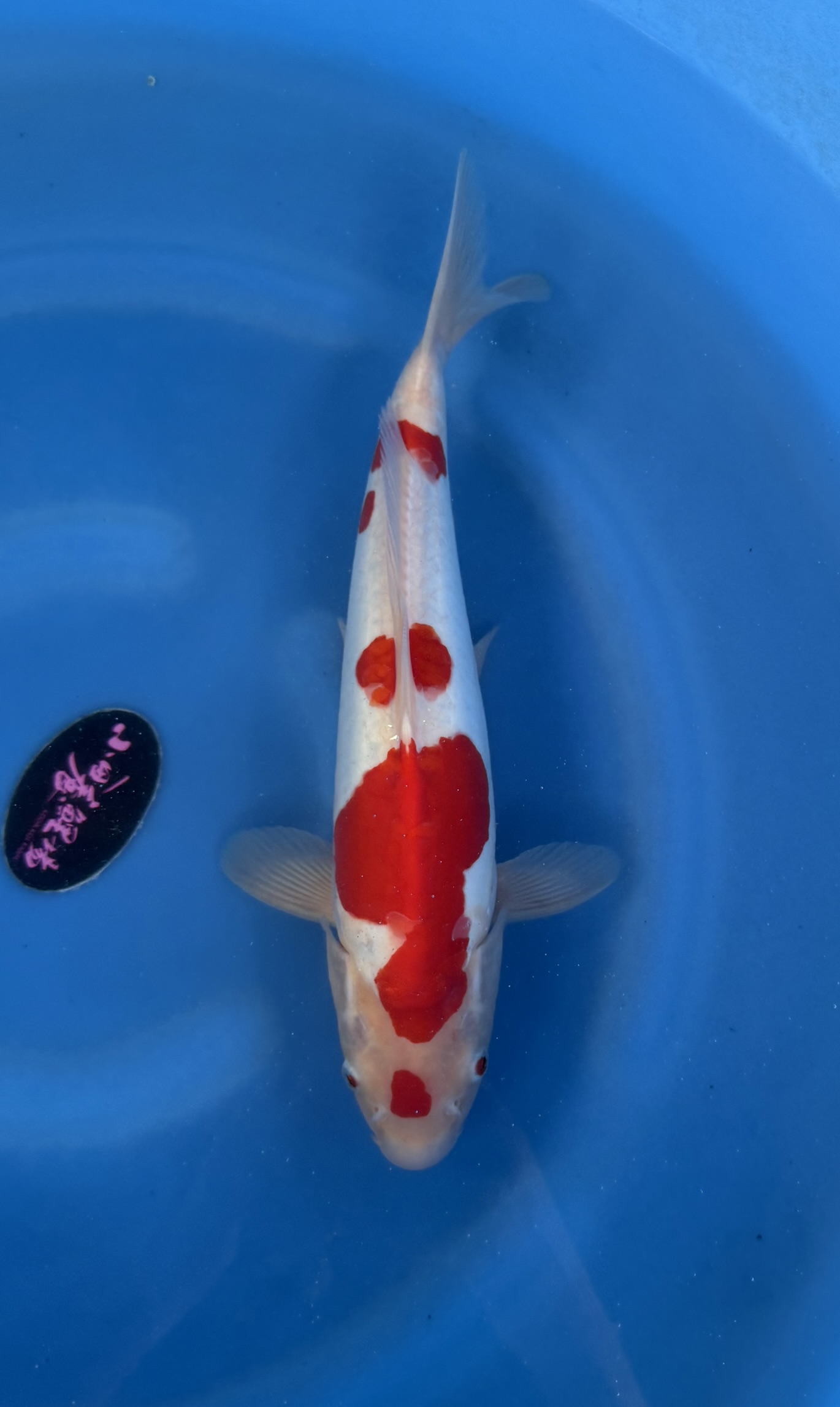 Dier, Vis, Zeeleven, Karper, Koi