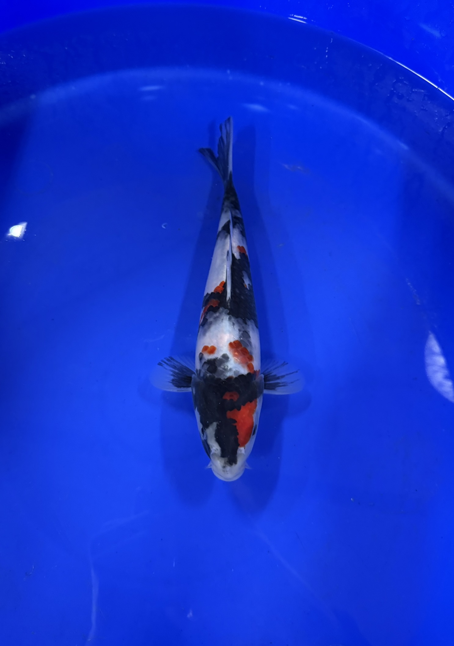 Aquatisch, Vis, Zeeleven, Karper, Koi