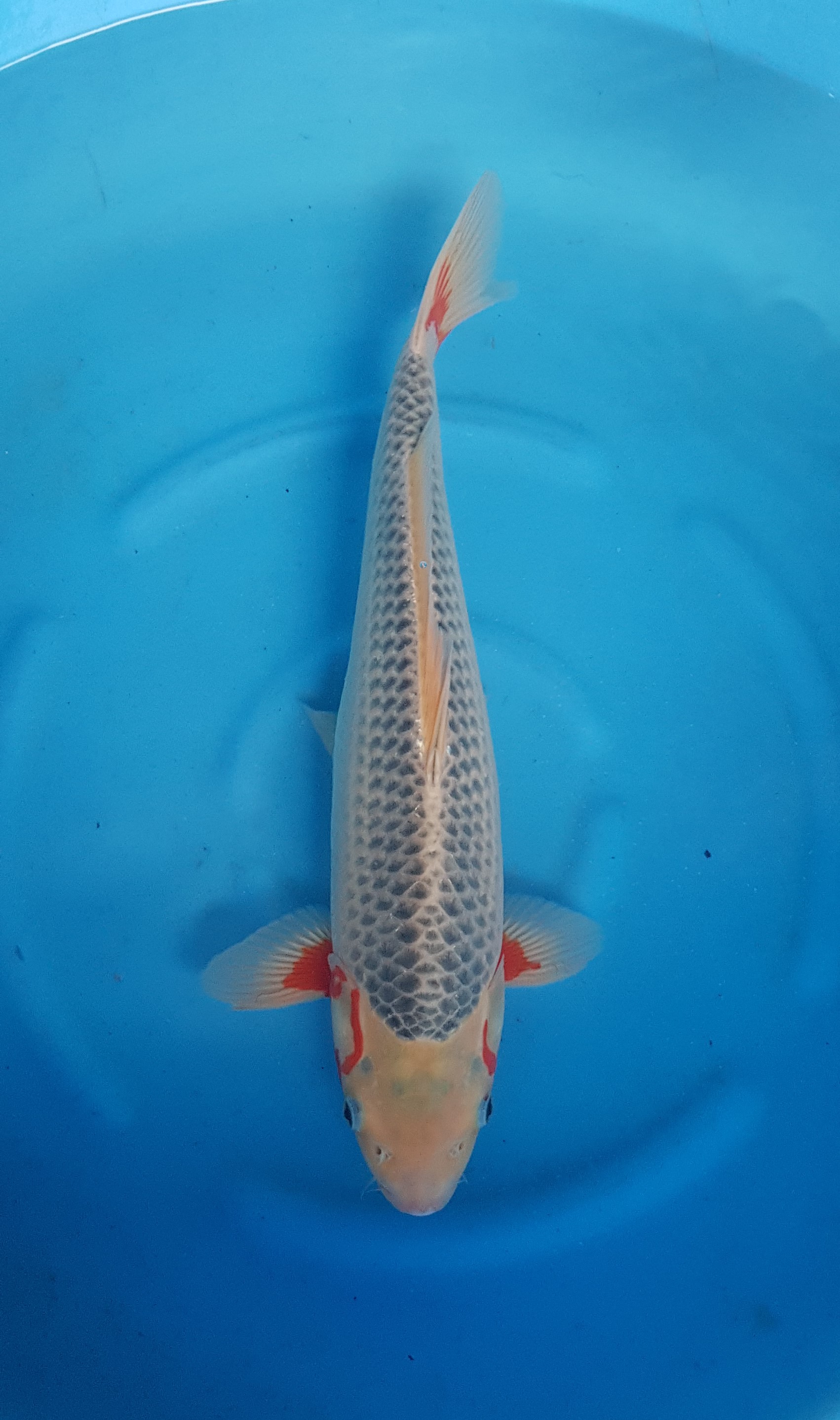 Tanaka Kazuhiro Nisai Asagi KOI-62049