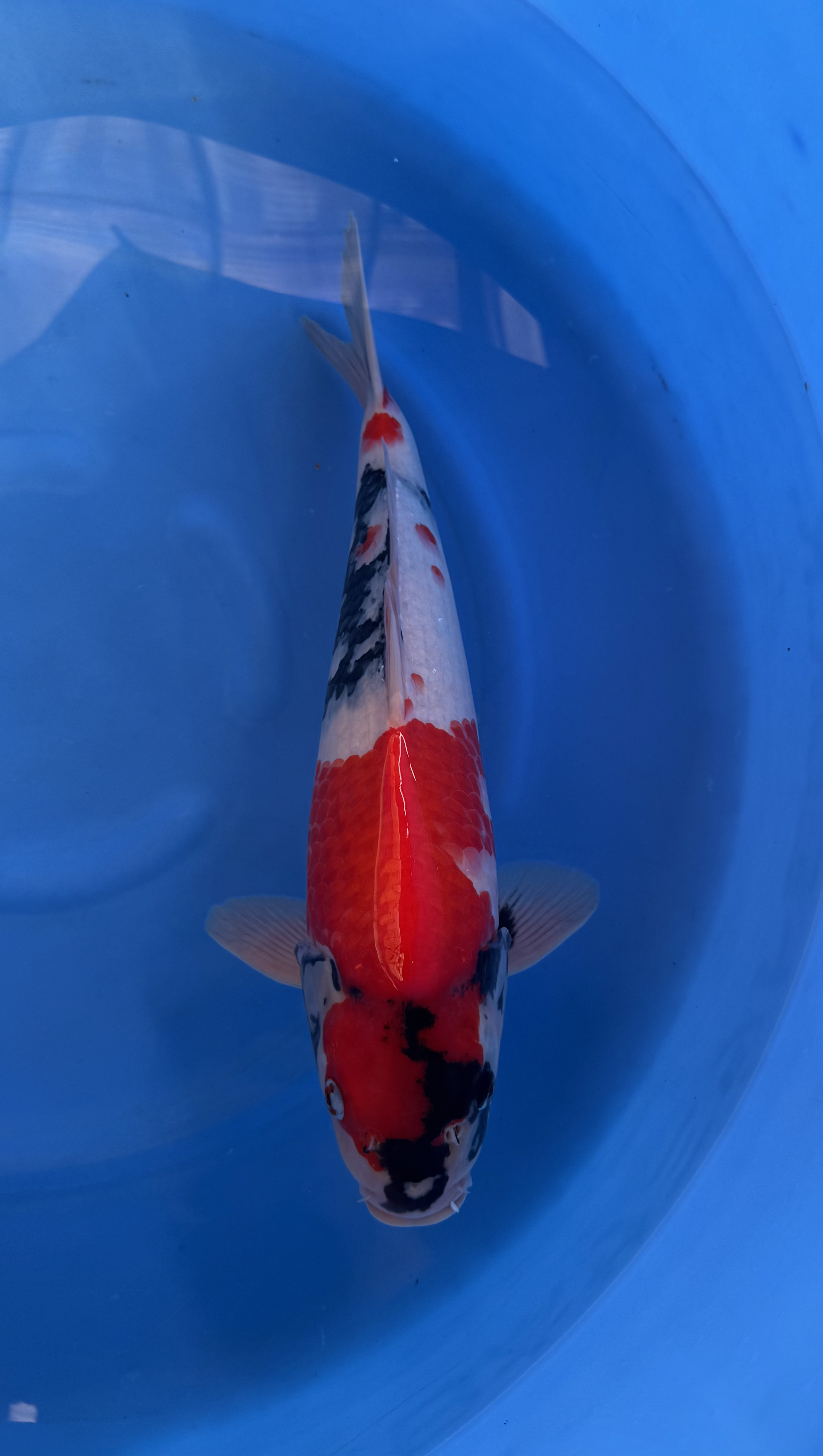 Vis, Zeeleven, Karper, Koi, Aquatisch