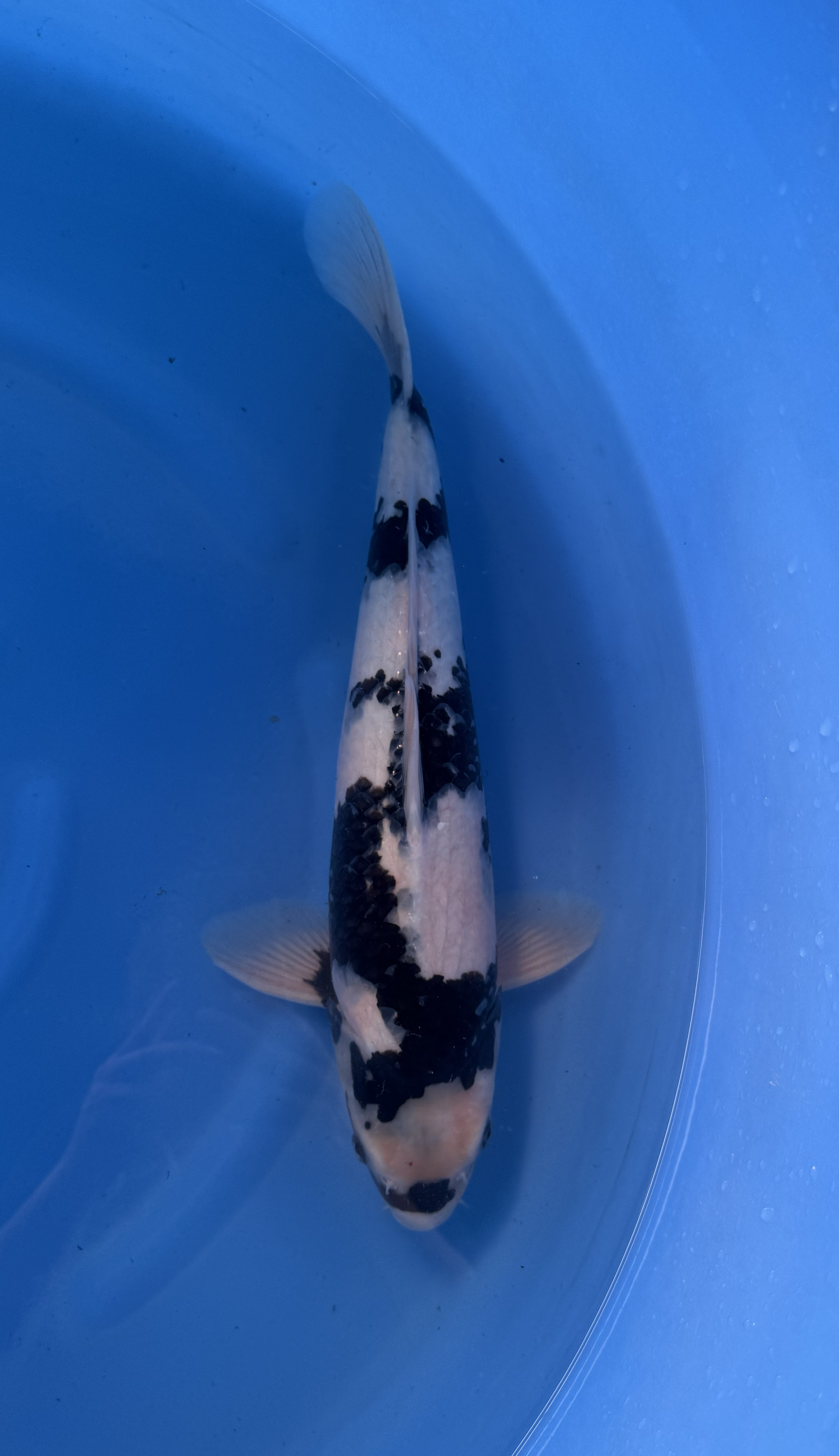 Kanezo - Nisai - Shiro Utsuri - KOI-7262833