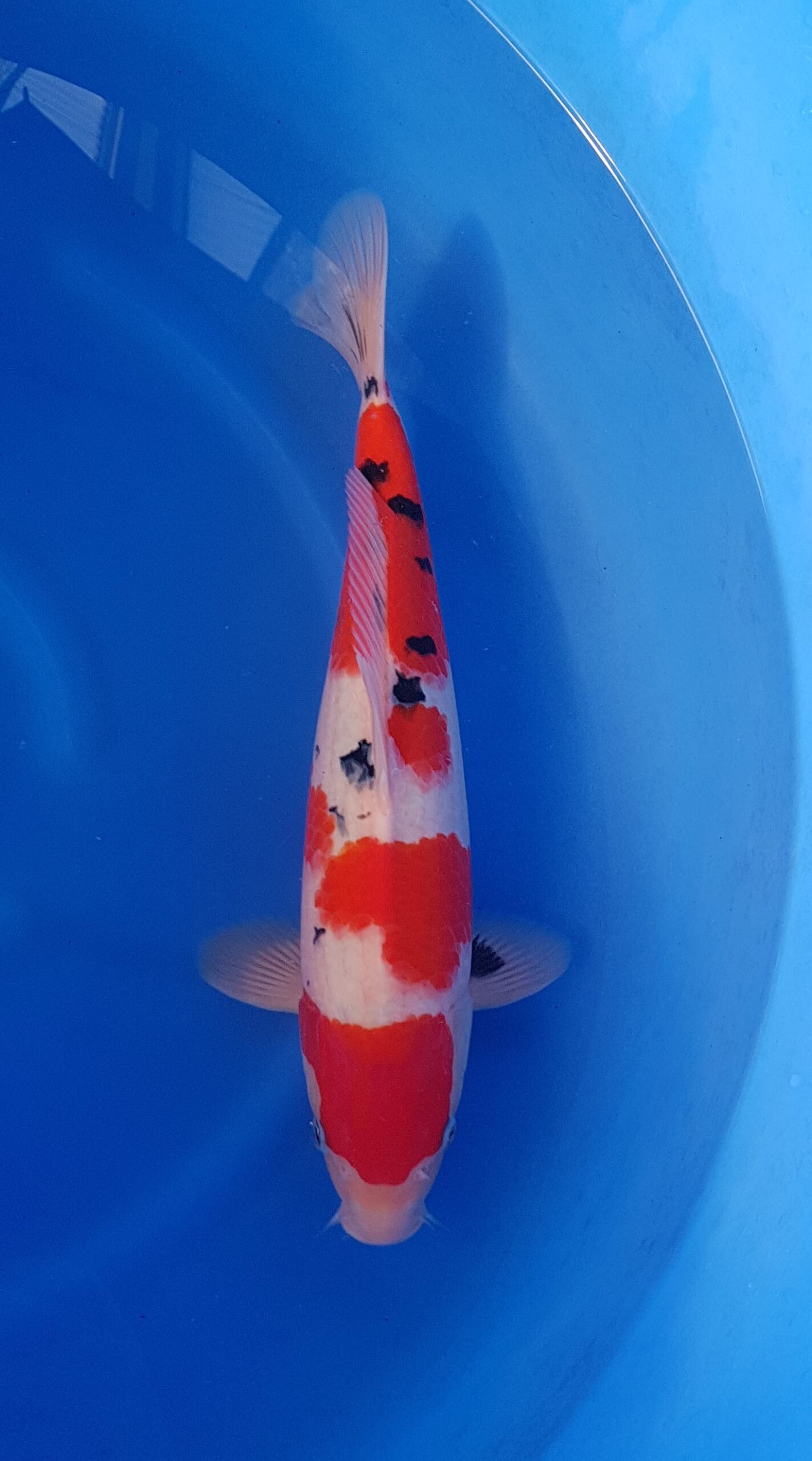 Sanke ginrin - Nisai (2 jaar) - KOI-30531