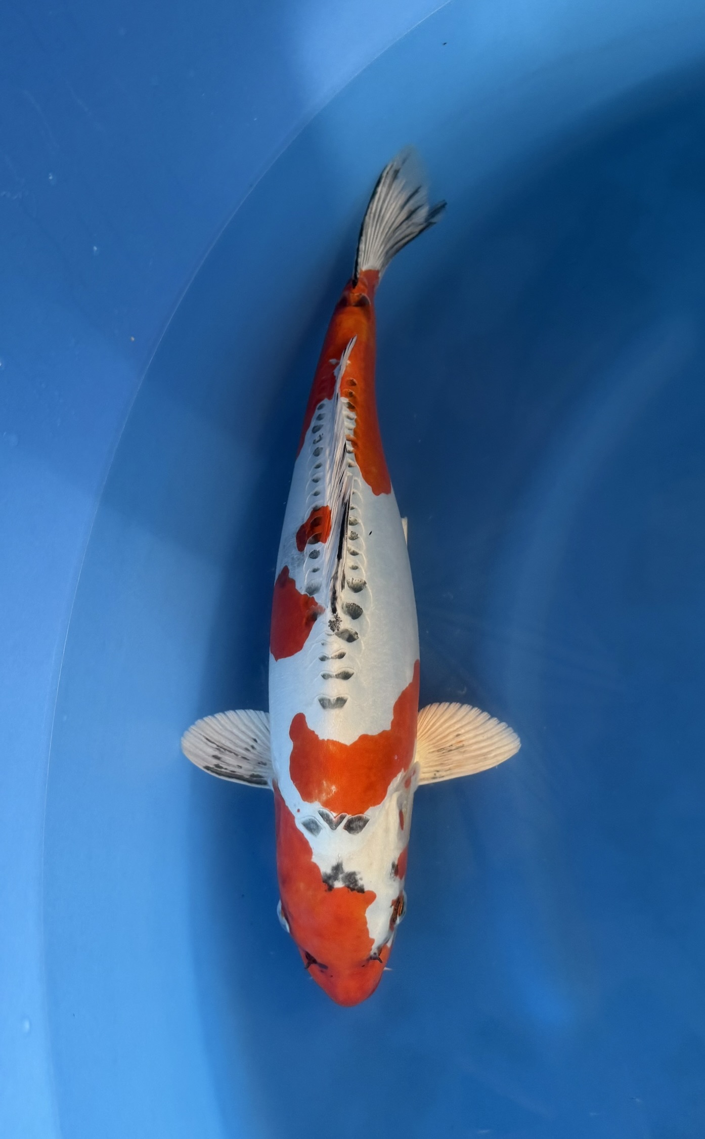 Dier, Karper, Vis, Zeeleven, Koi