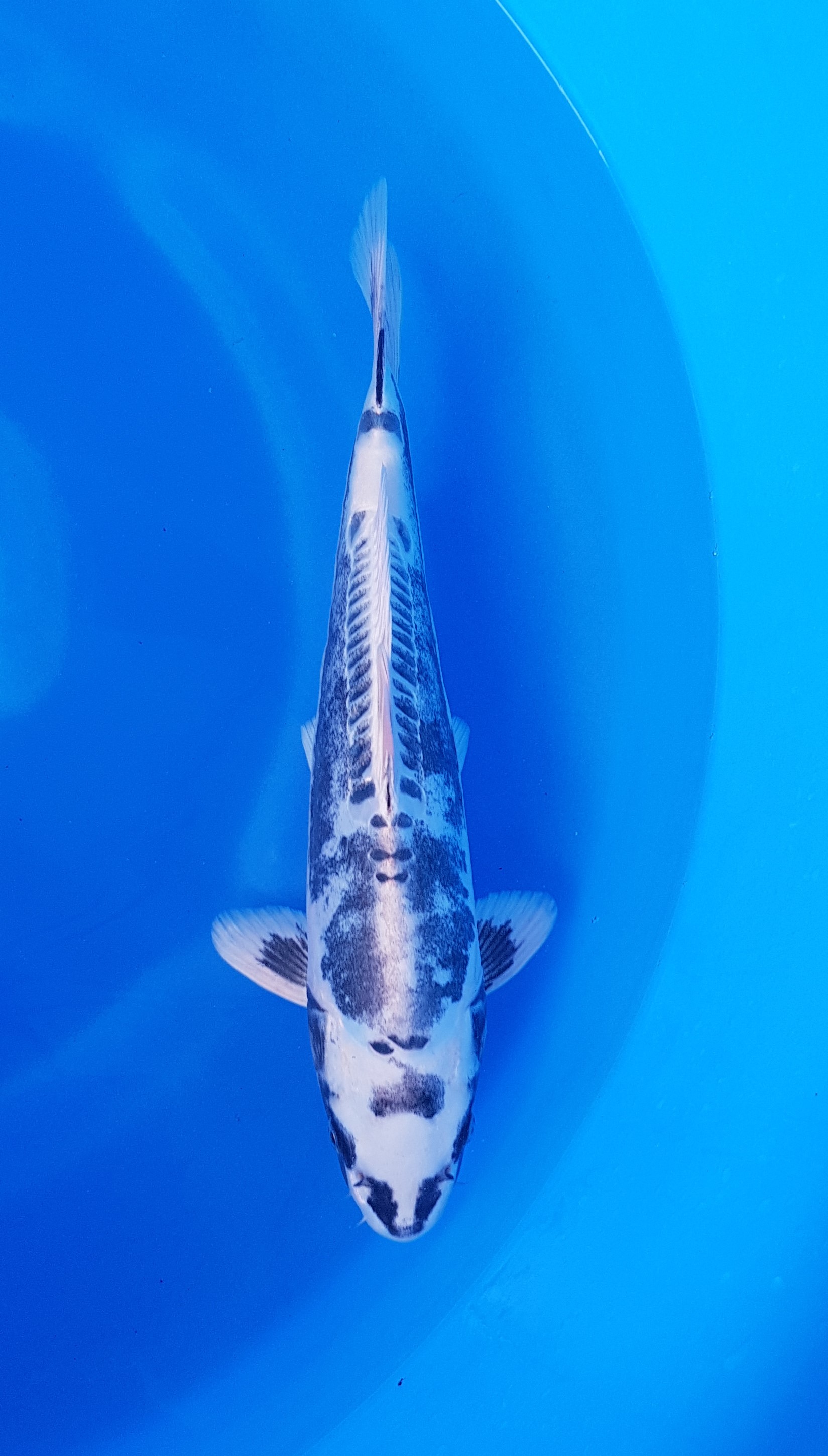 Takatatsu - Nisai - Kikokuryu - KOI-62212