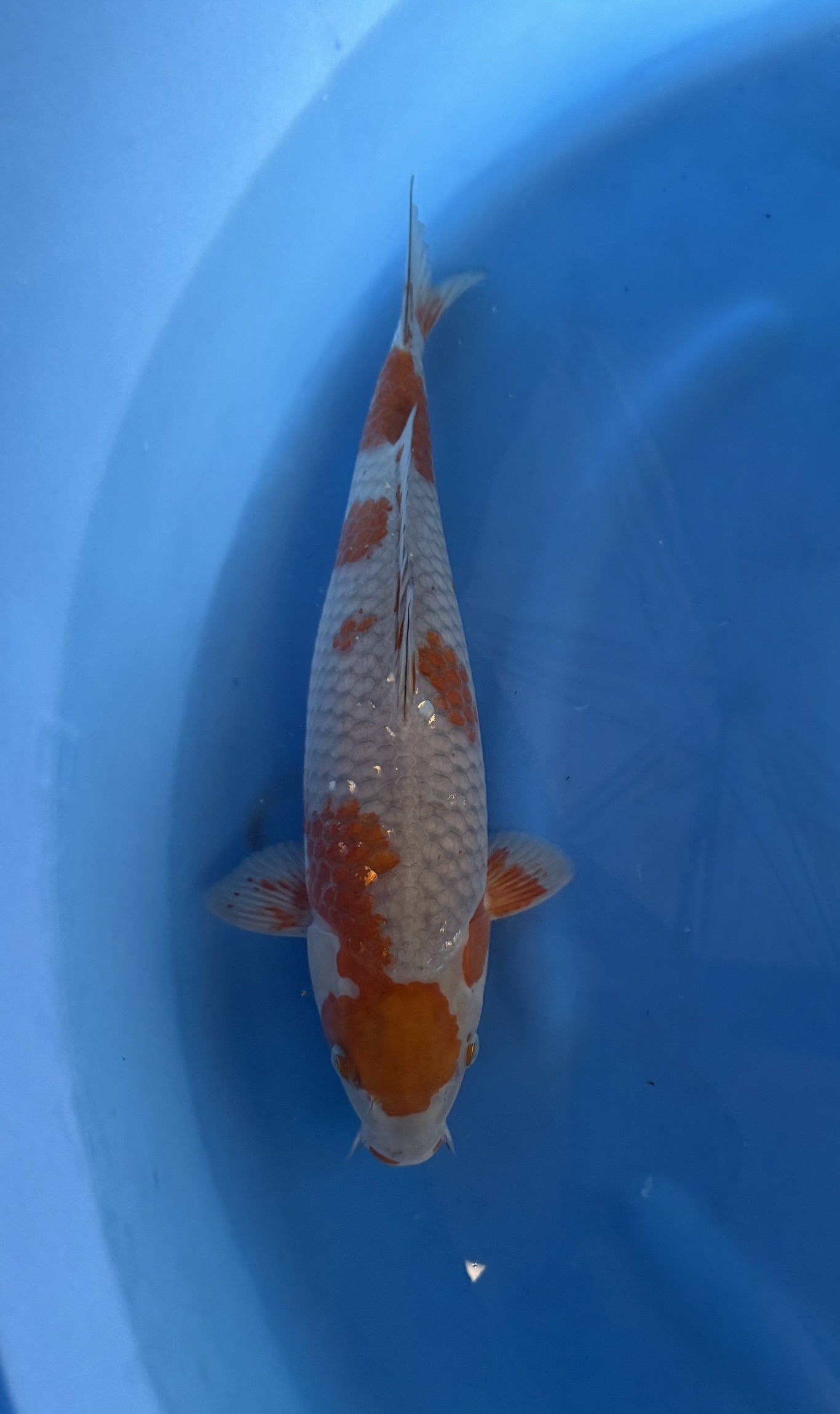 Dier, Vis, Zeeleven, Karper, Koi