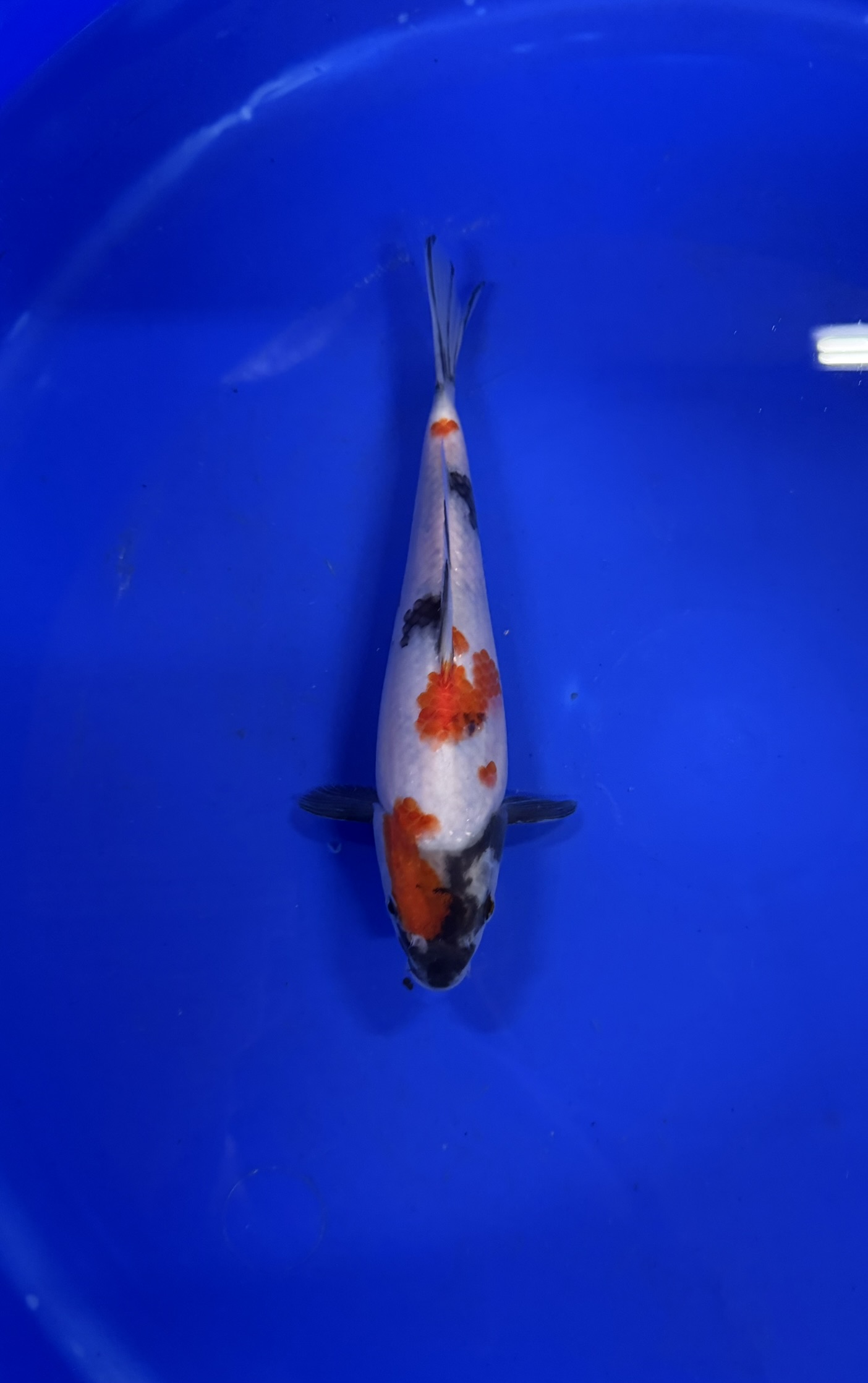 Vis, Zeeleven, Aquatisch, Karper, Koi