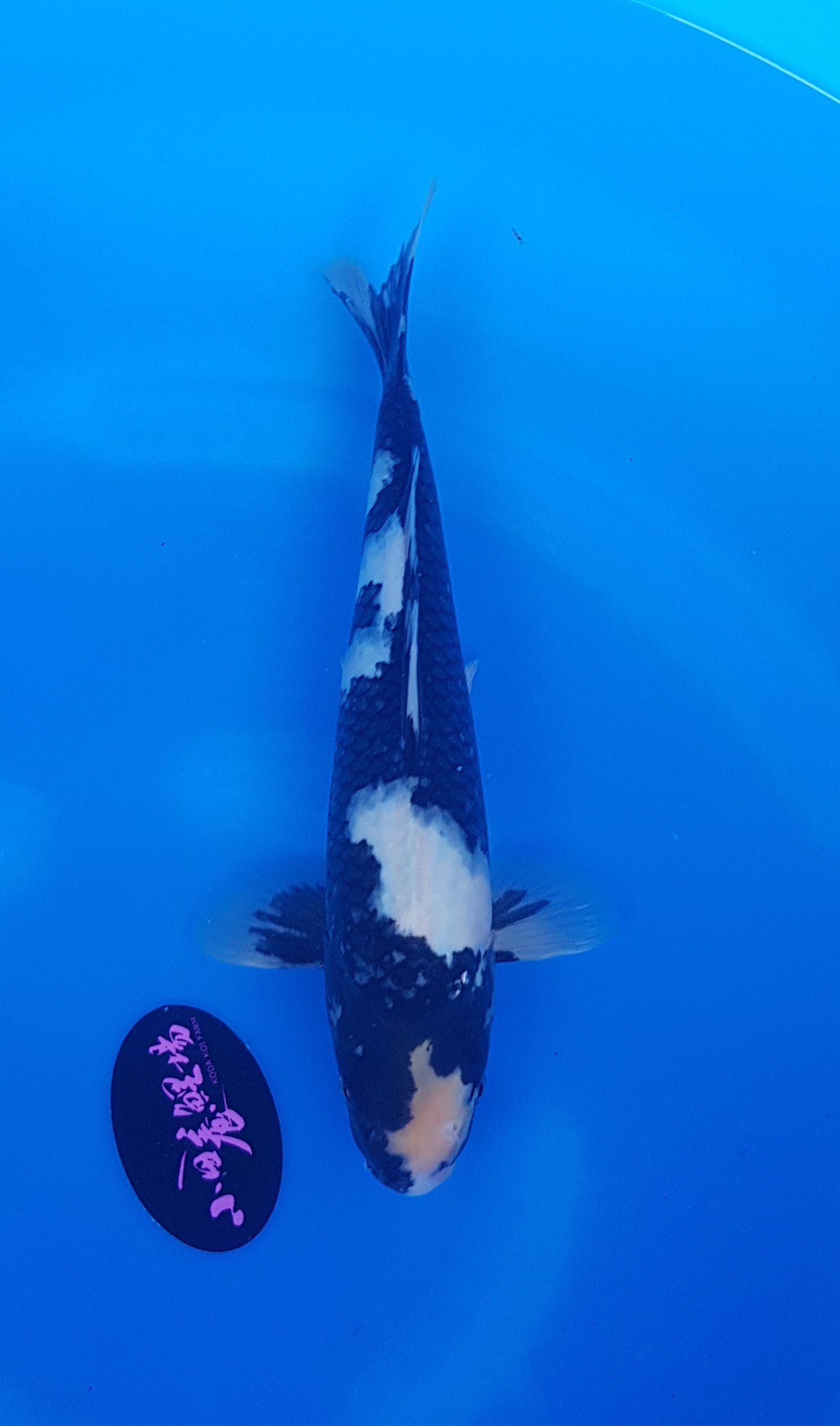 Koda Nisai Shiro Utsuri (omosako) KOI-62053