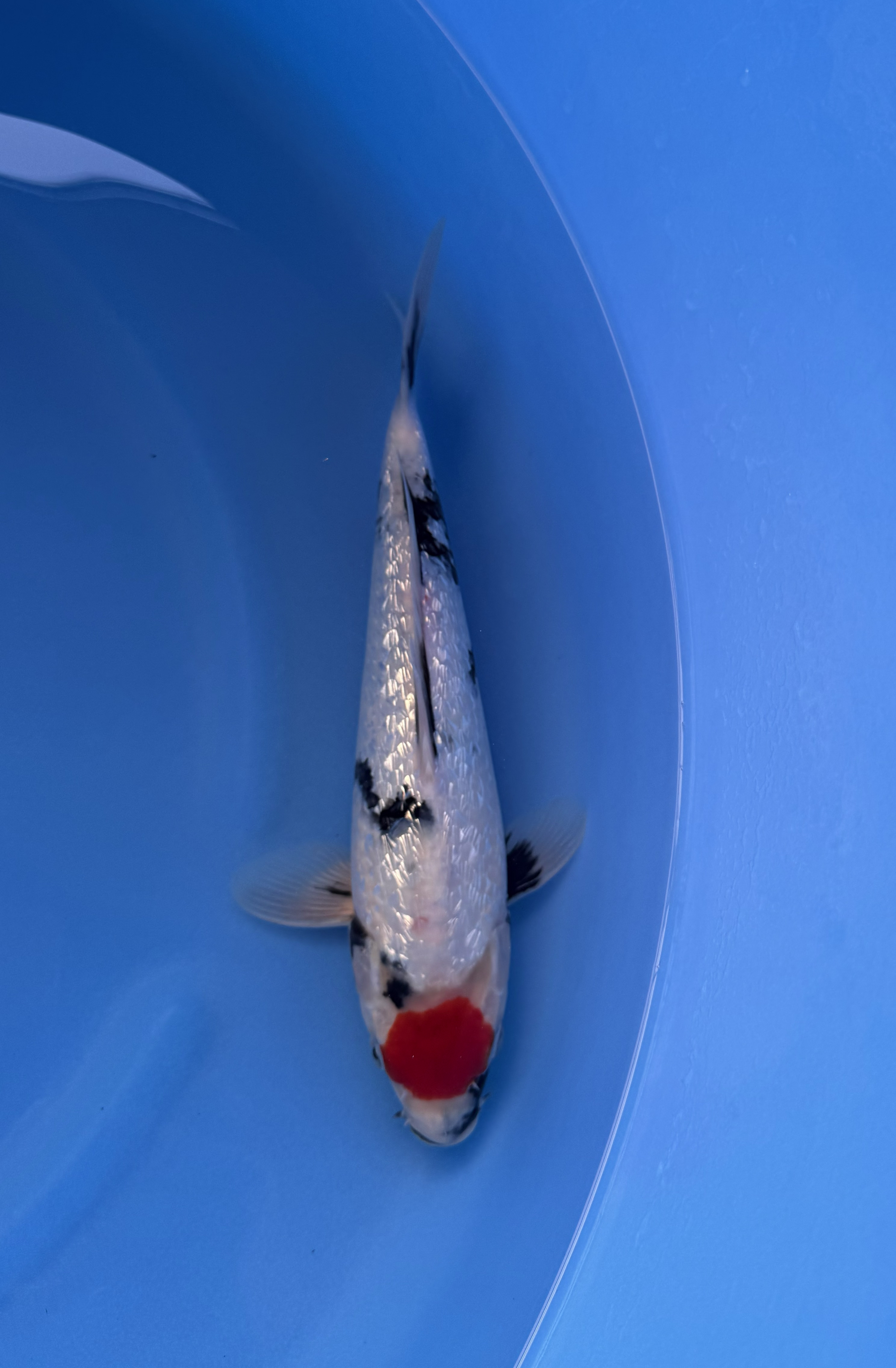 Dier, Vis, Zeeleven, Karper, Koi