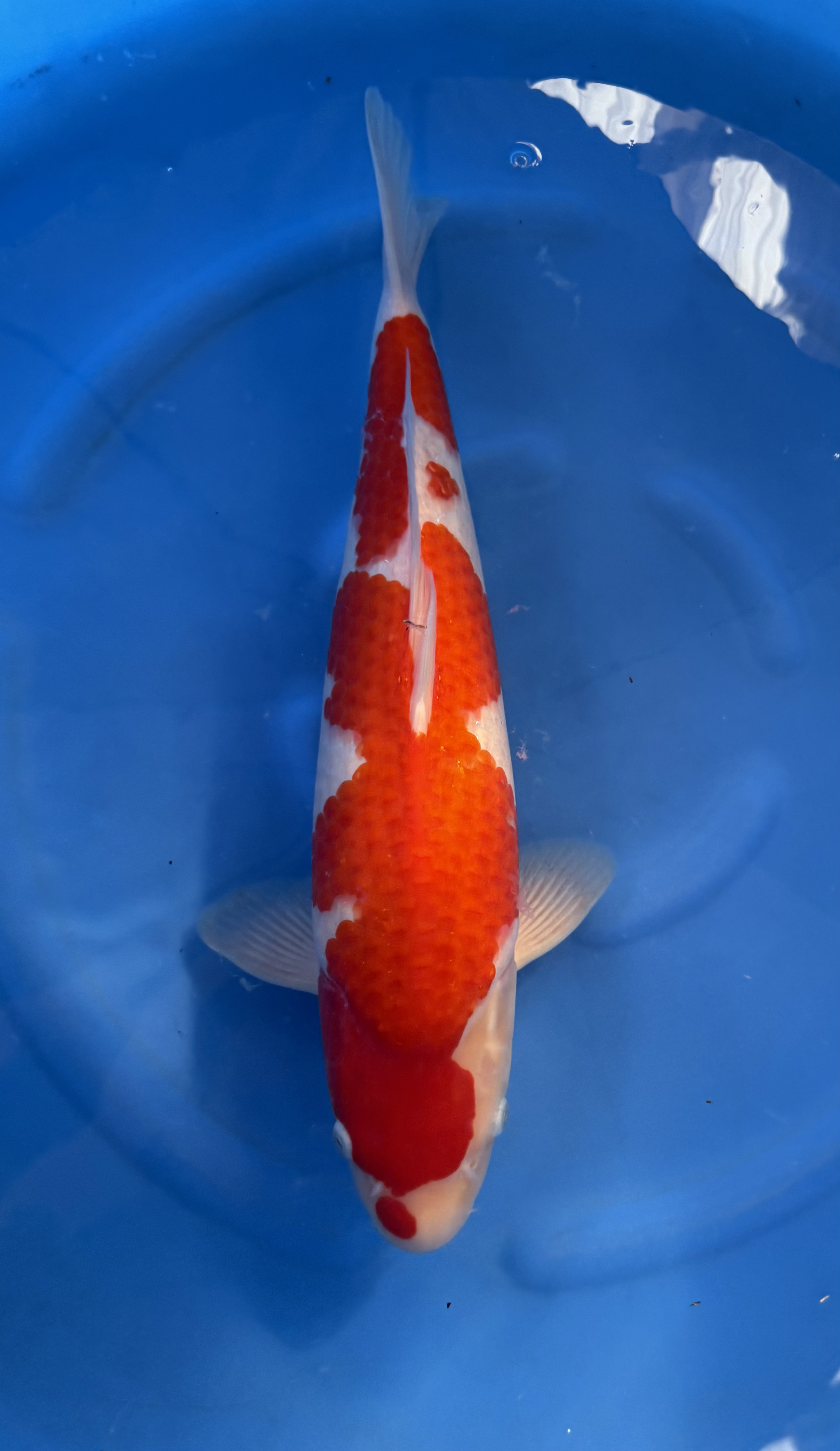 Dier, Vis, Zeeleven, Karper, Koi