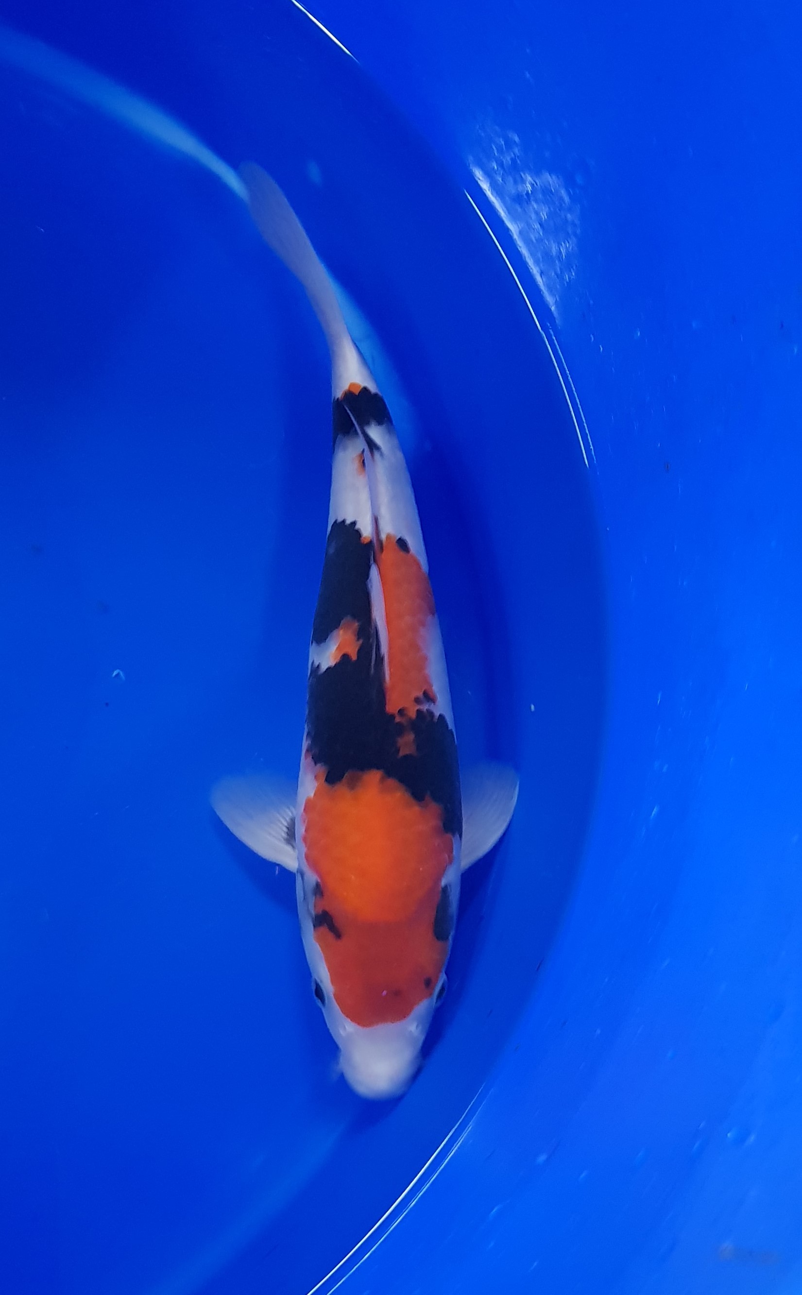 Sekiguchi - Nisai - Showa - KOI-62861