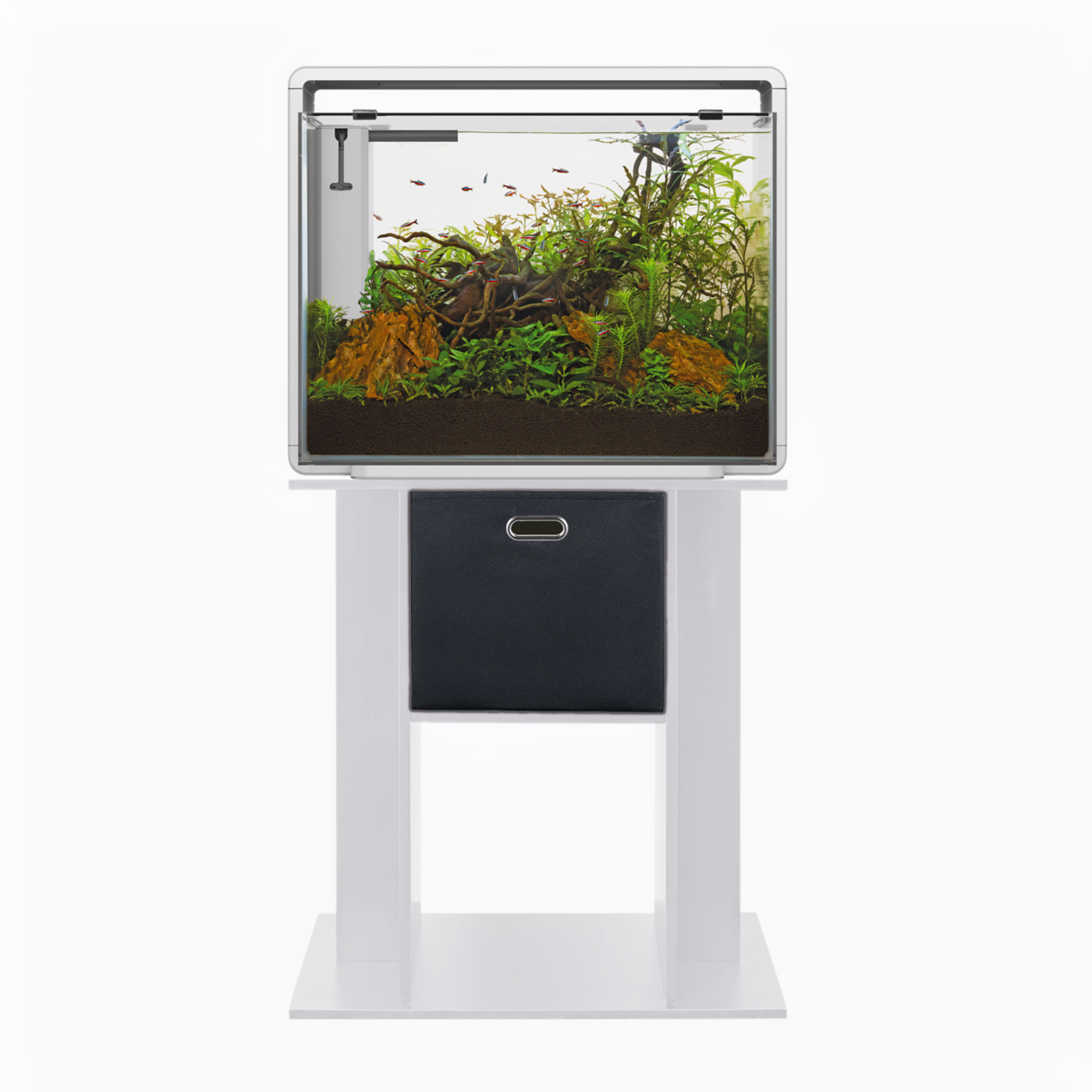 Dier, Aquarium, Vis, Zeeleven, Water