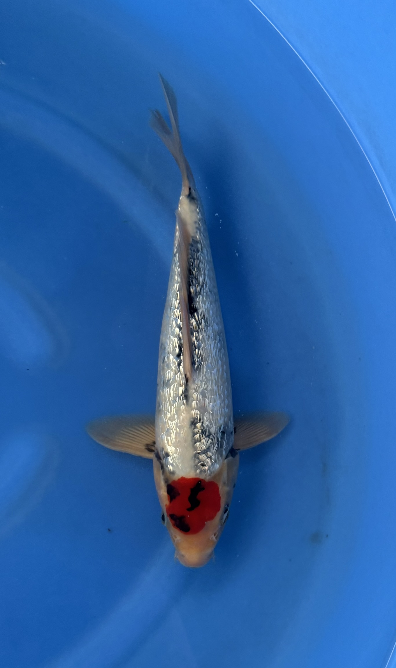 Dier, Vis, Zeeleven, Karper, Aquatisch