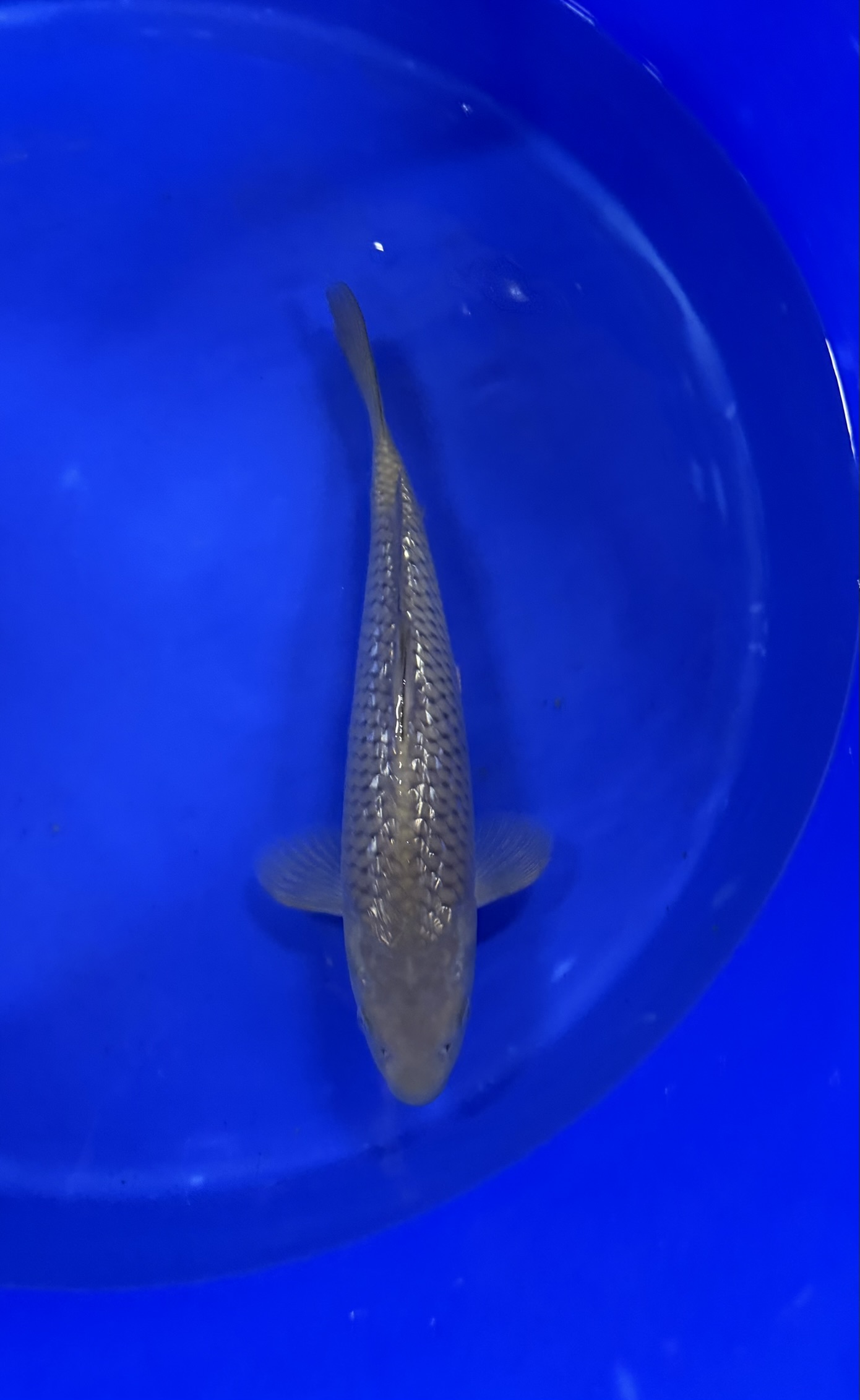 Aquatisch, Water, Vis, Zeeleven, Karper