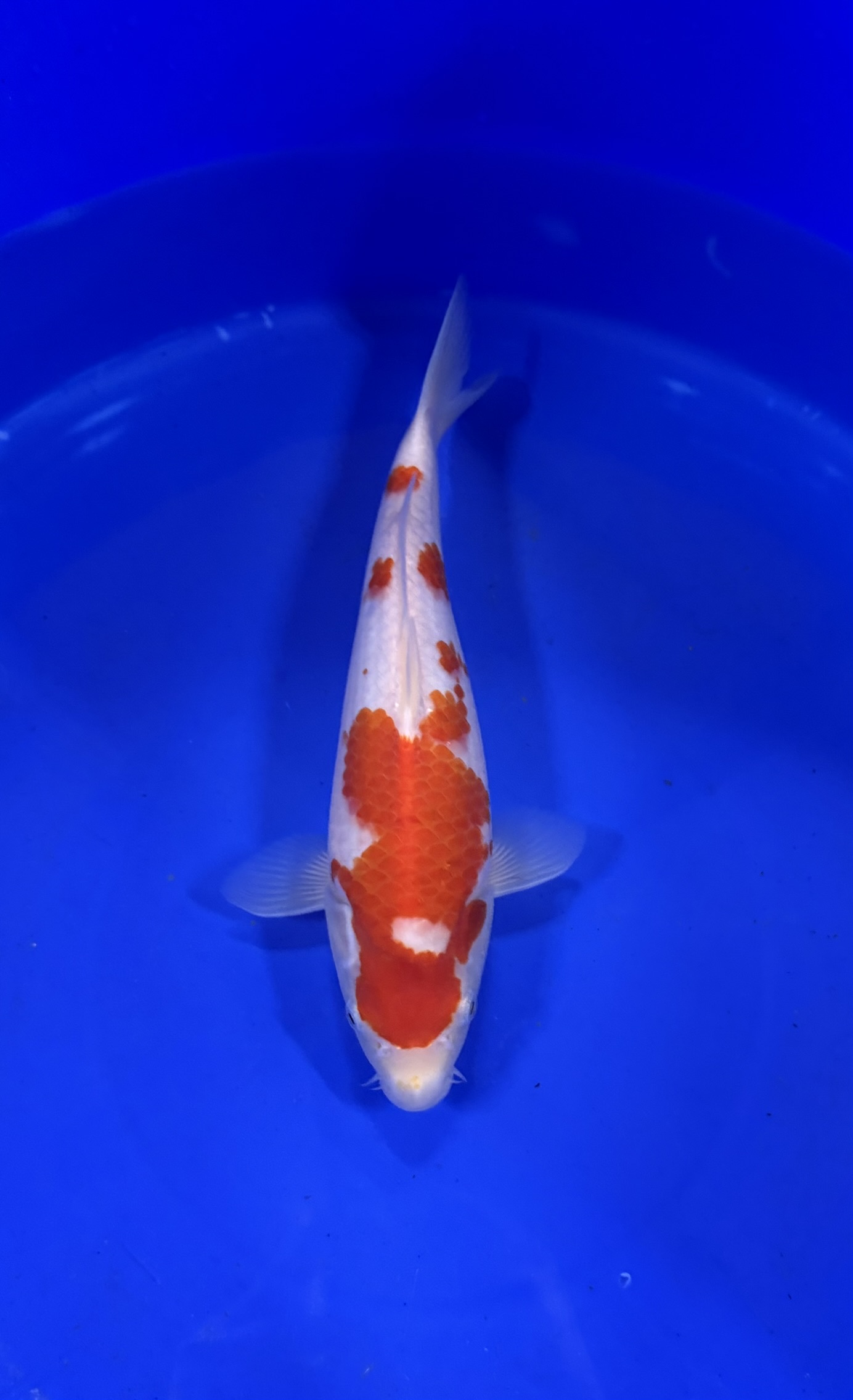 Dier, Vis, Zeeleven, Karper, Koi