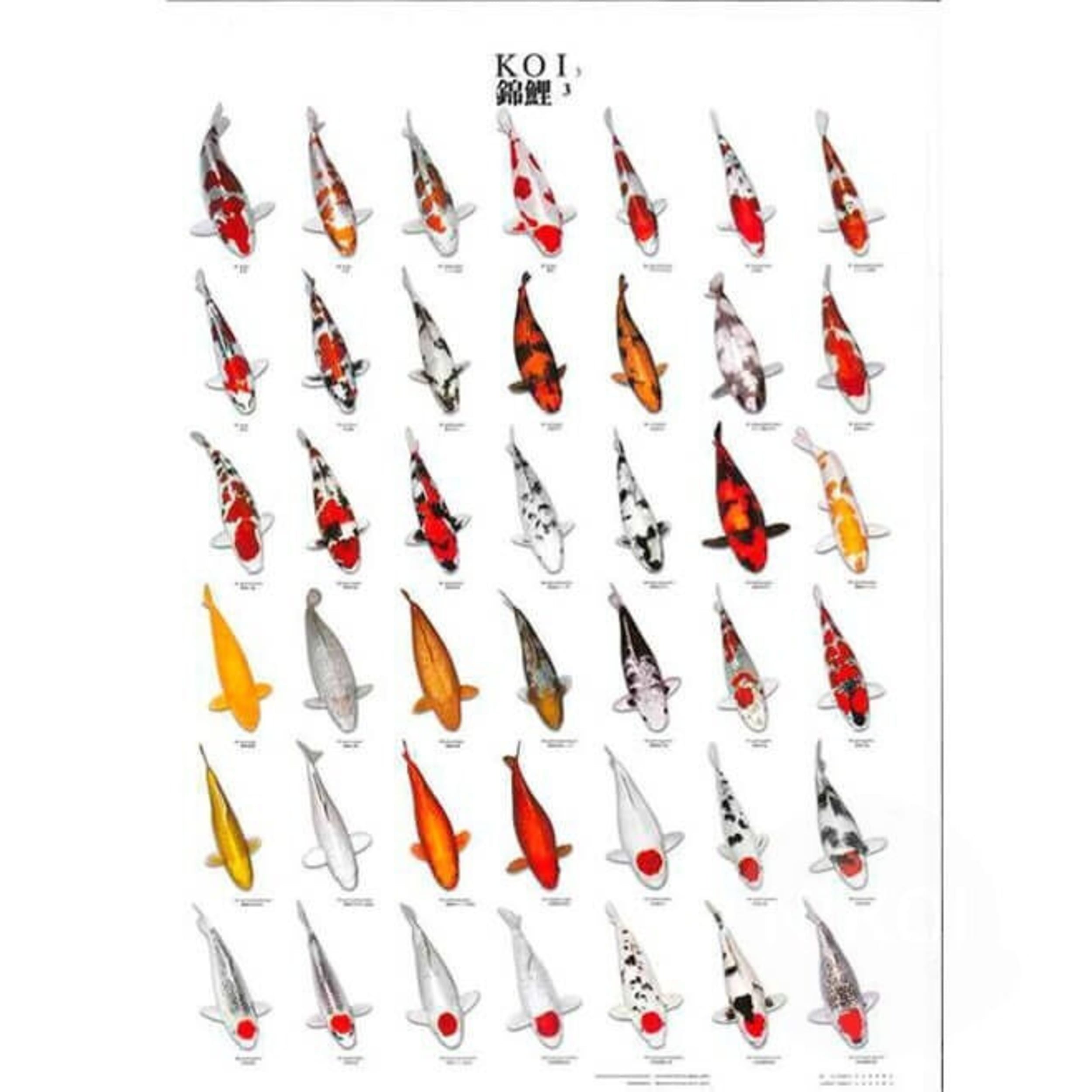 Koiposter Nr.3 Gelamineerd Dier, Vis, Zeeleven, Boot, Voertuig