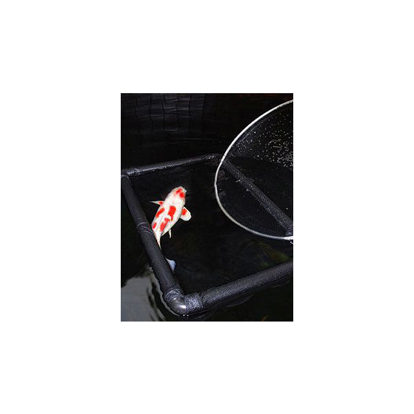 Dier, Karper, Vis, Zeeleven, Koi