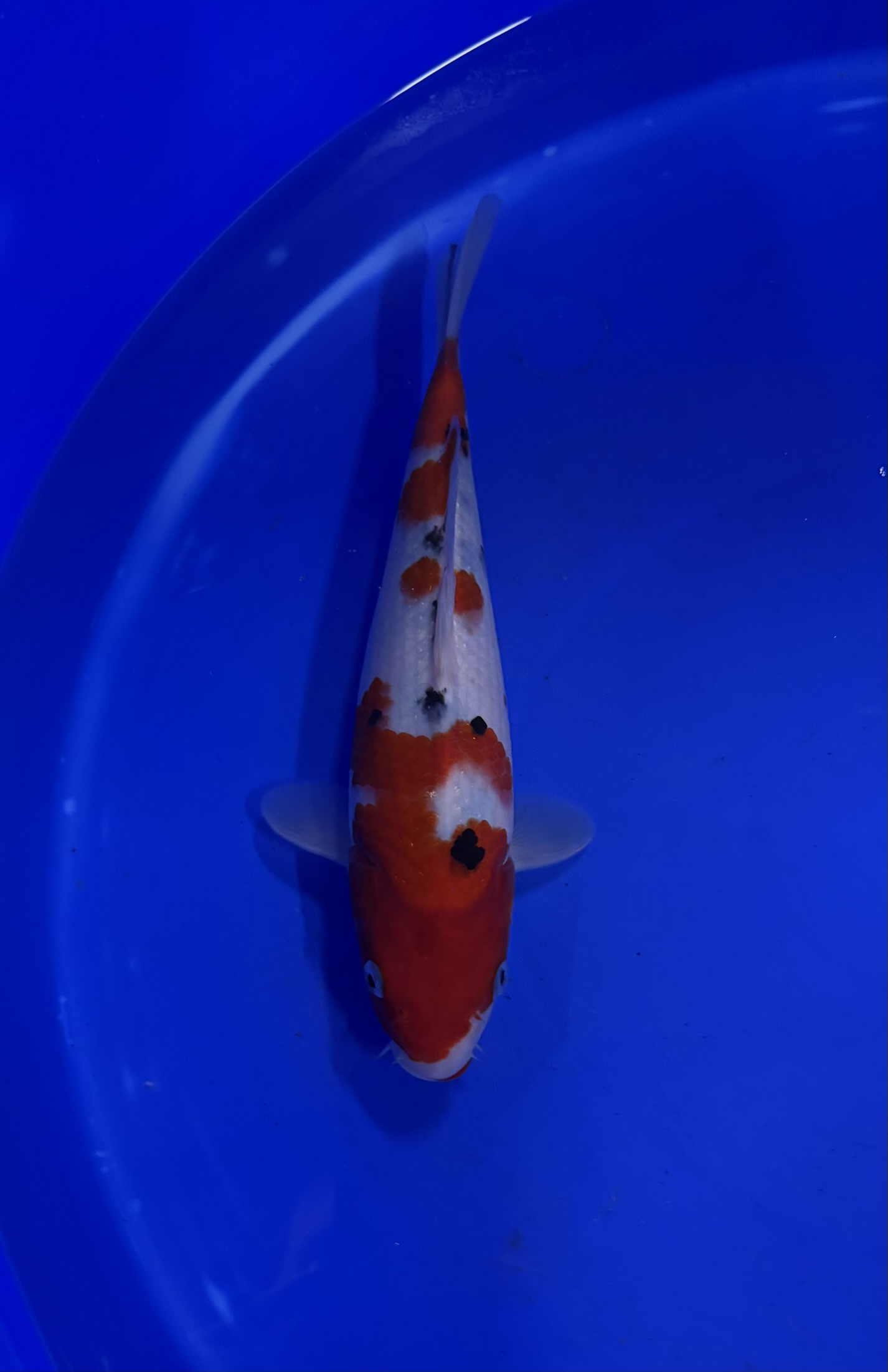 Aquatisch, Karper, Vis, Zeeleven, Koi