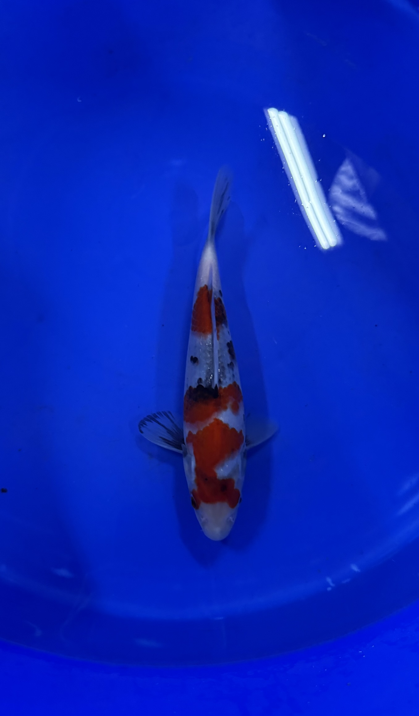 Aquatisch, Vis, Zeeleven, Karper, Koi