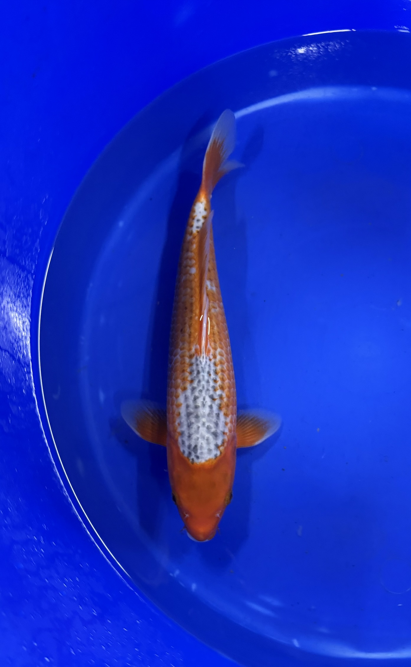 Vis, Zeeleven, Aquatisch, Karper, Koi