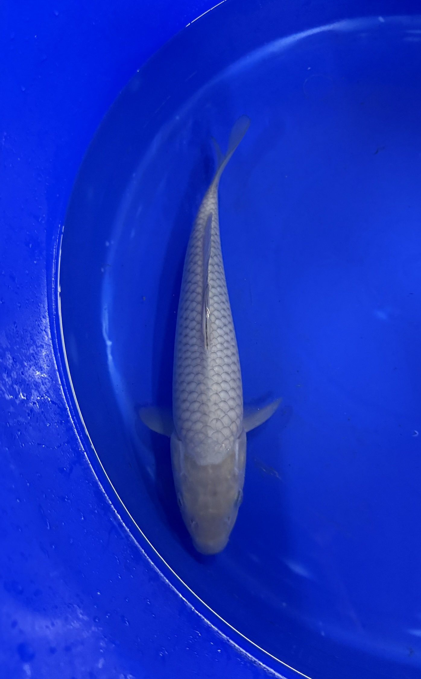 Aquatisch, Water, Vis, Zeeleven, Karper