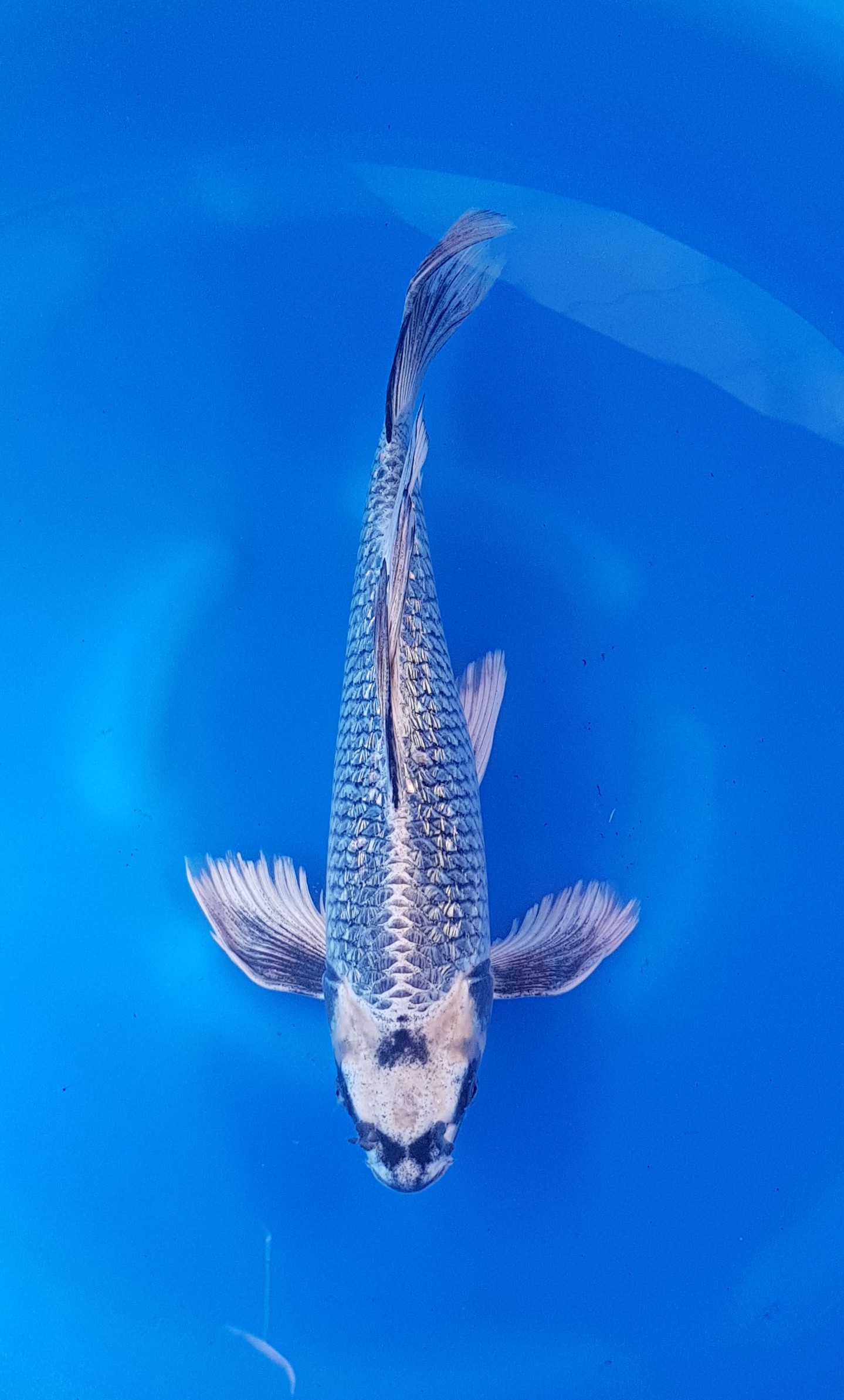 Specials - Nisai (2 jaar) - KOI-30826