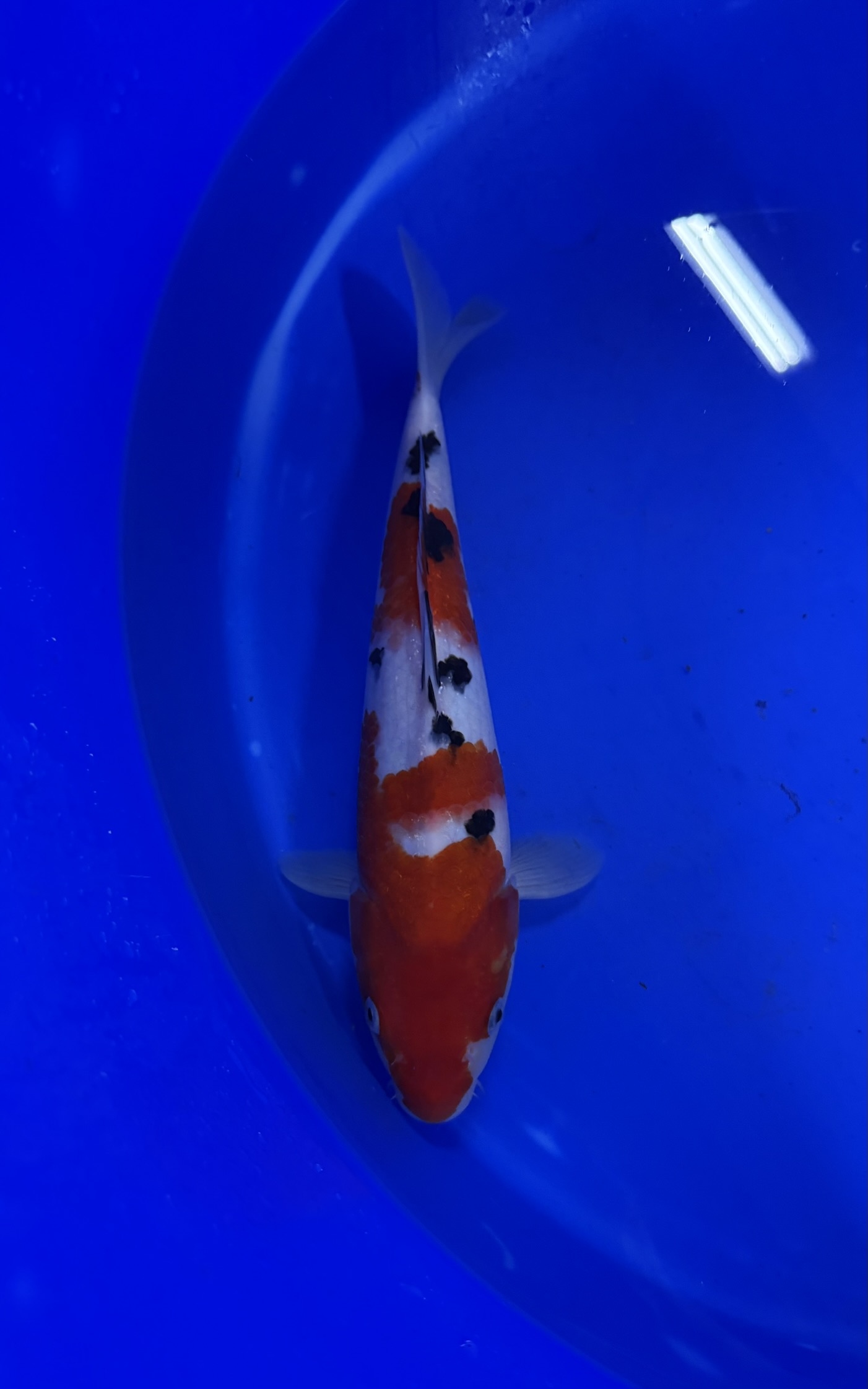 Aquatisch, Vis, Zeeleven, Karper, Koi