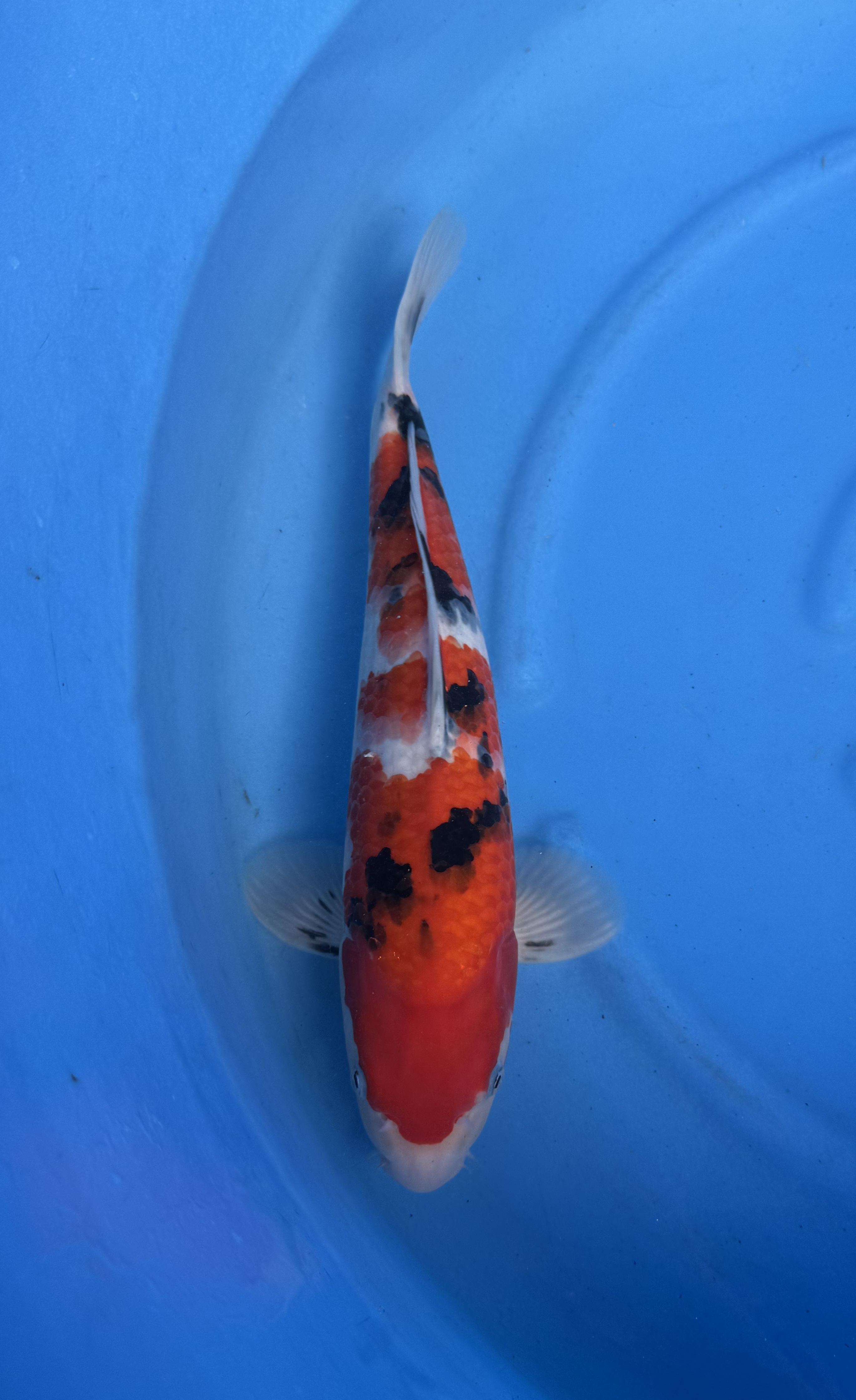 Miyako - Nisai - Sanke - KOI-7262201