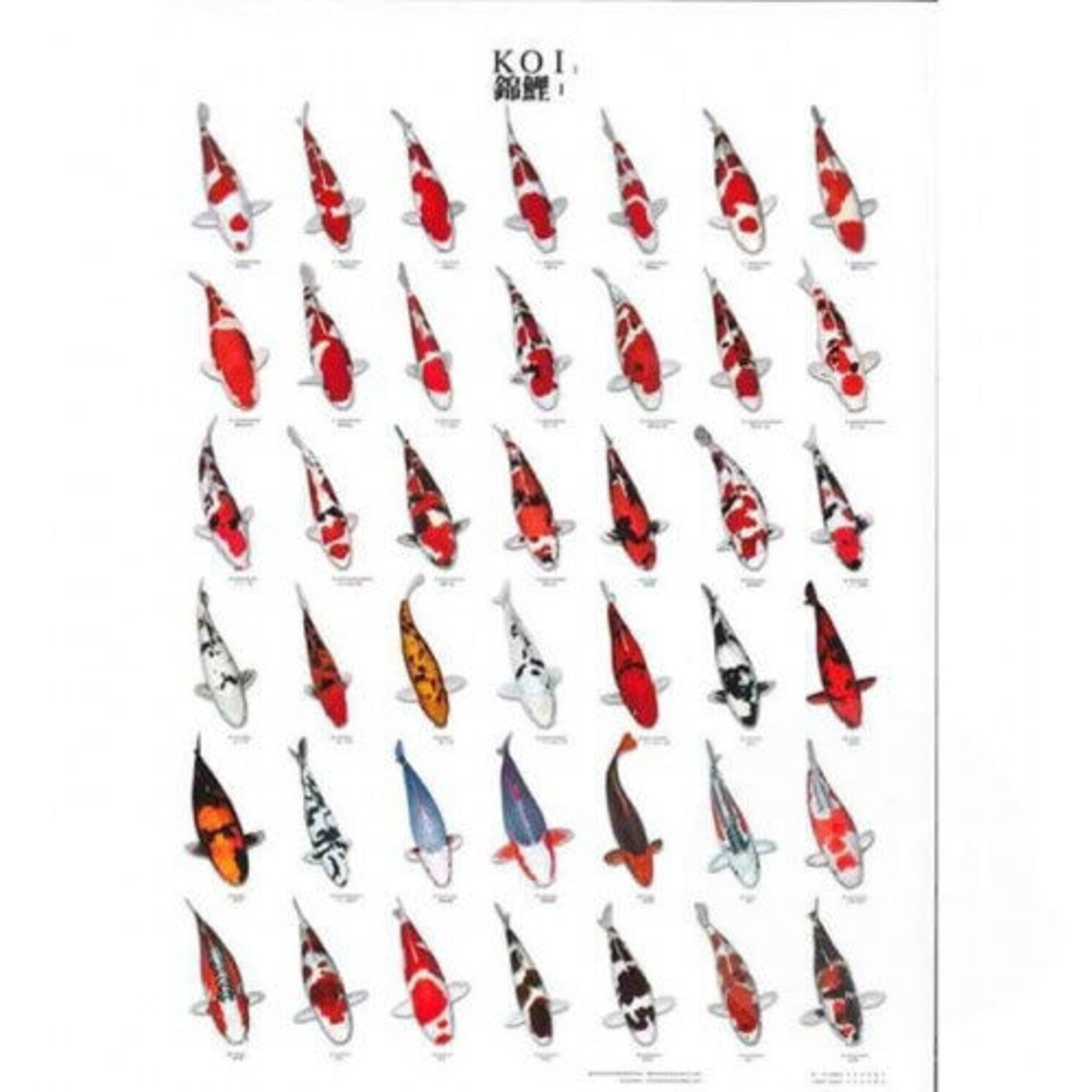 Koiposter Nr.1 Gelamineerd Koiposter Nr.1 Gelamineerd