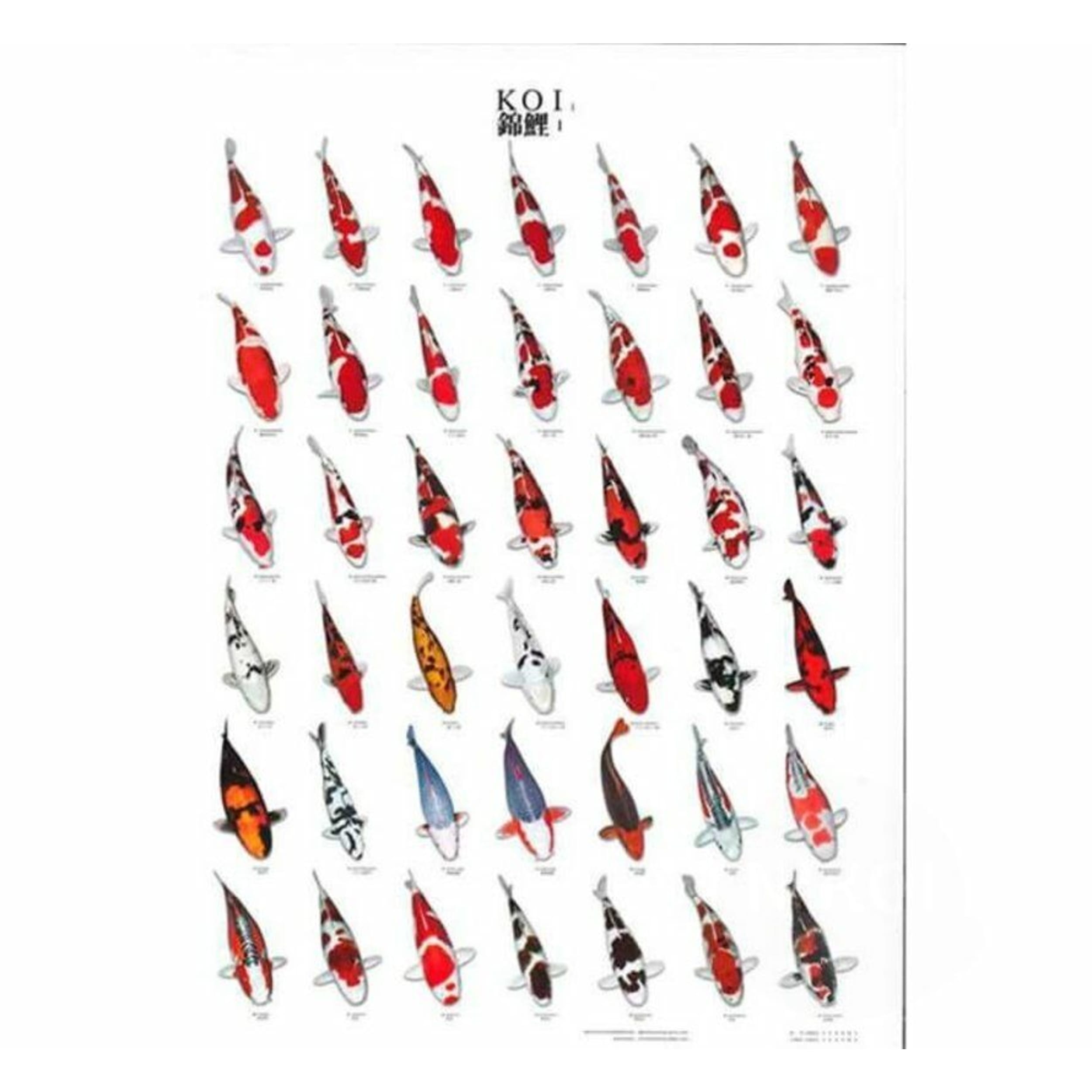 Koiposter Nr.1 A4 Gelamineerd Koiposter Nr.1 A4 Gelamineerd