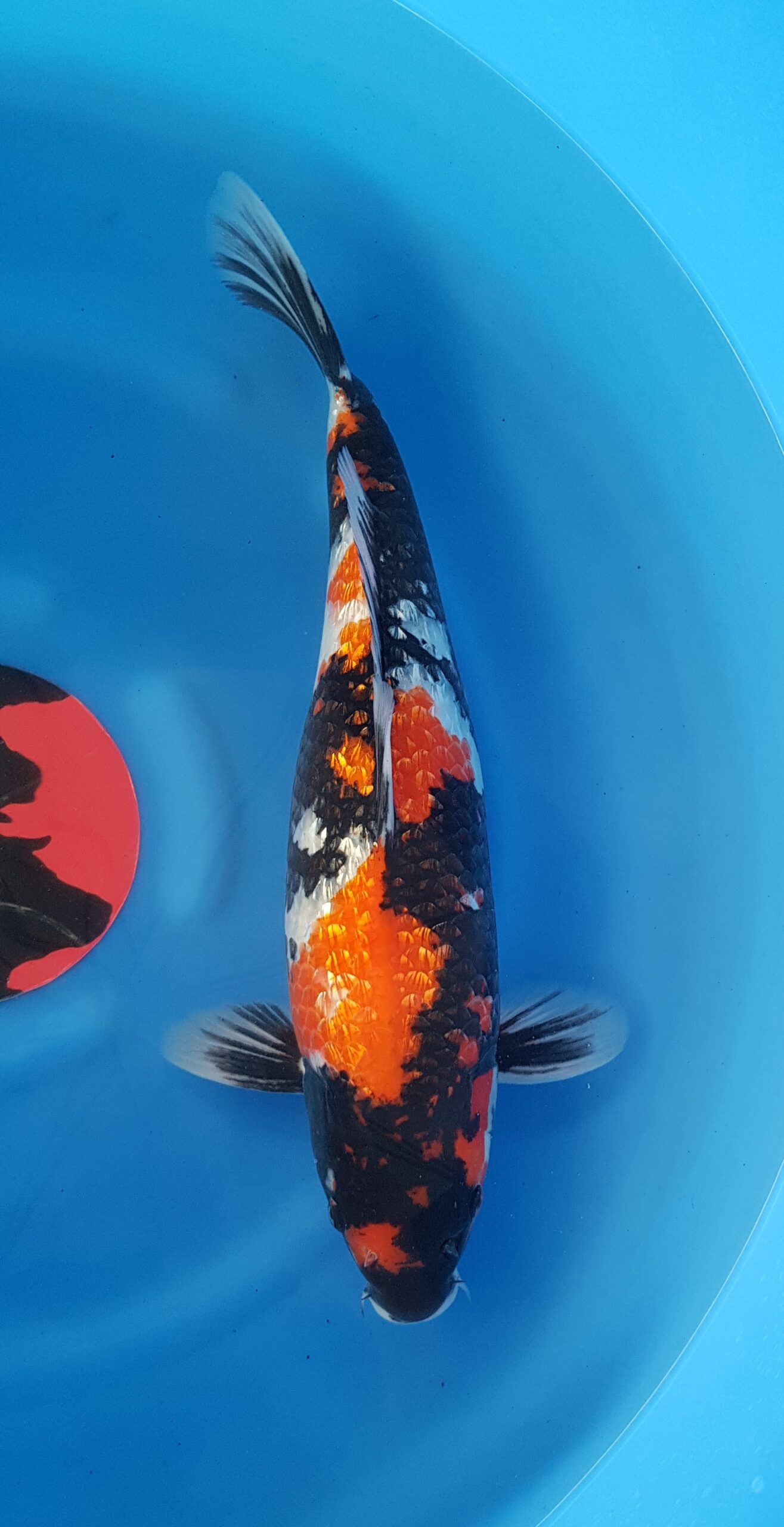 Showa ginrin - Nisai (2 jaar) - KOI-30445