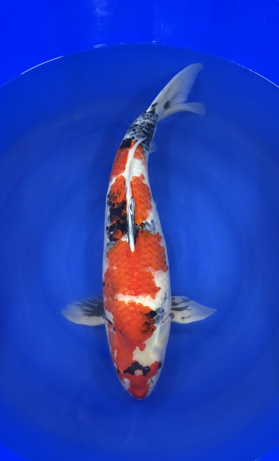 Marusei - Sansai - Showa - KOI-7260102