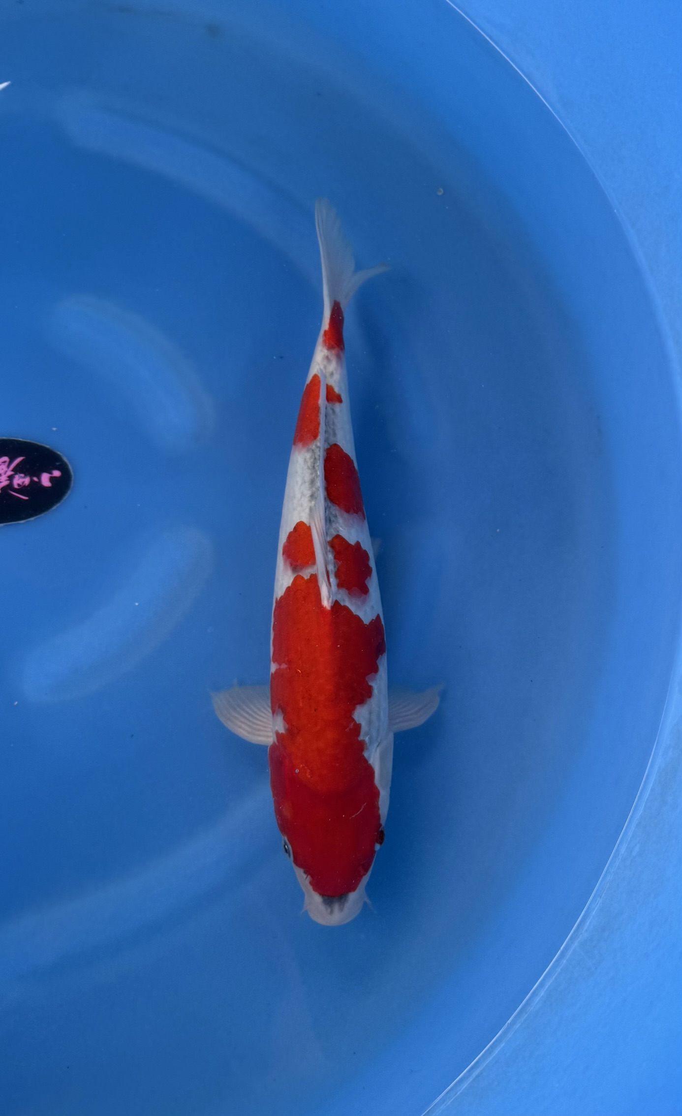 Dier, Vis, Zeeleven, Karper, Koi