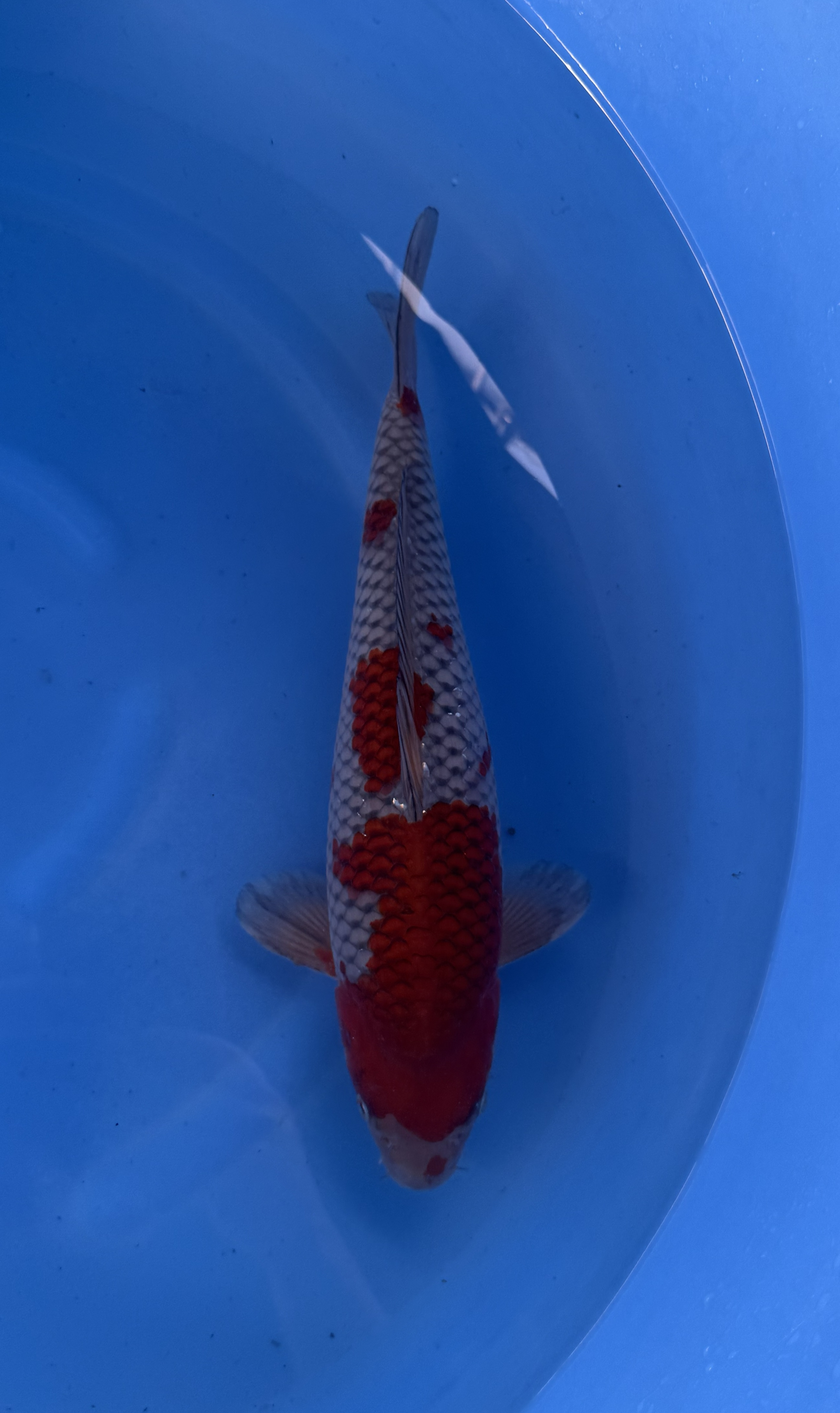 Kanezo - Nisai - Ochiba - KOI-7261450