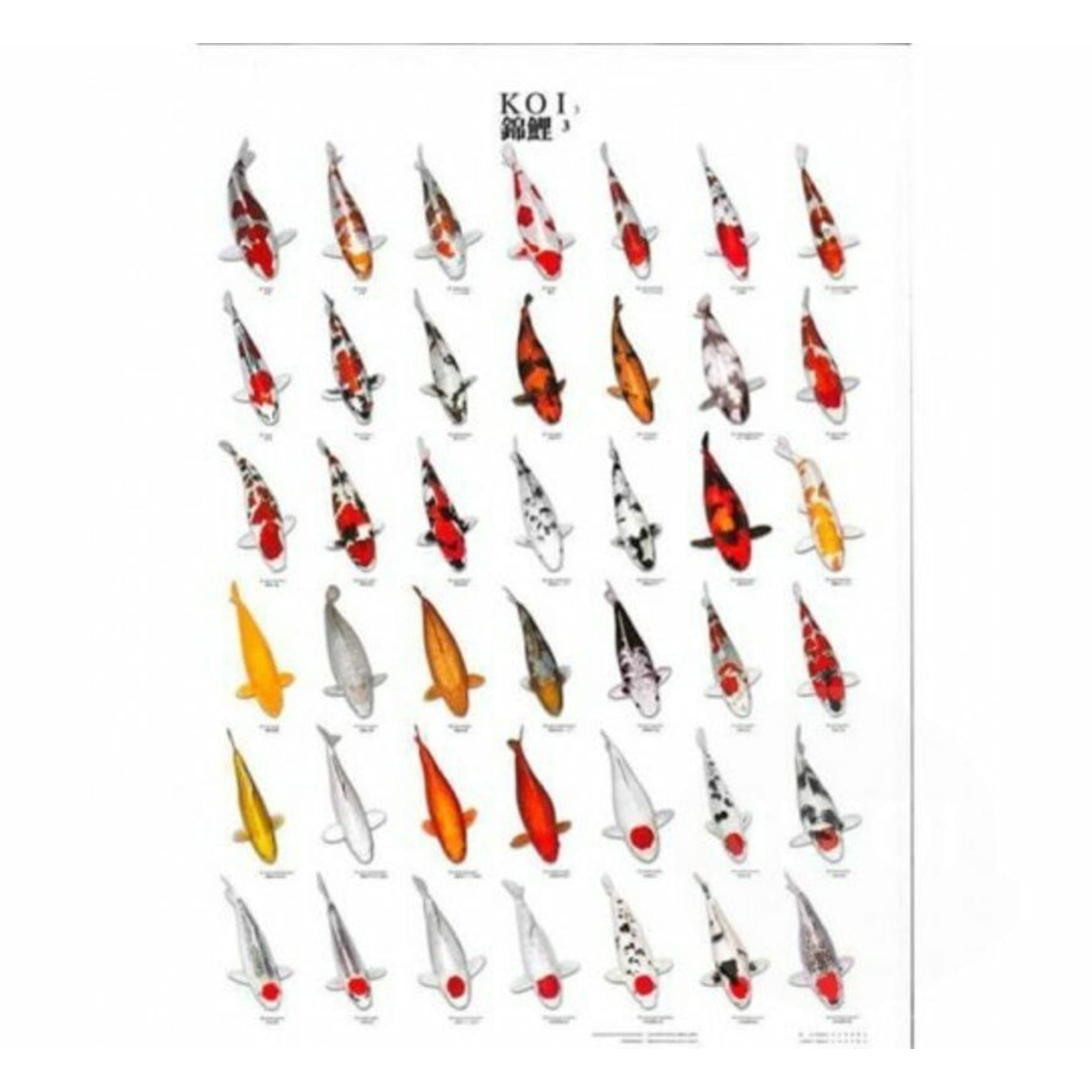 Koiposter Nr.3 A4 Gelamineerd Wapen, Pijl, Pijlpunt, Vis, Zeeleven