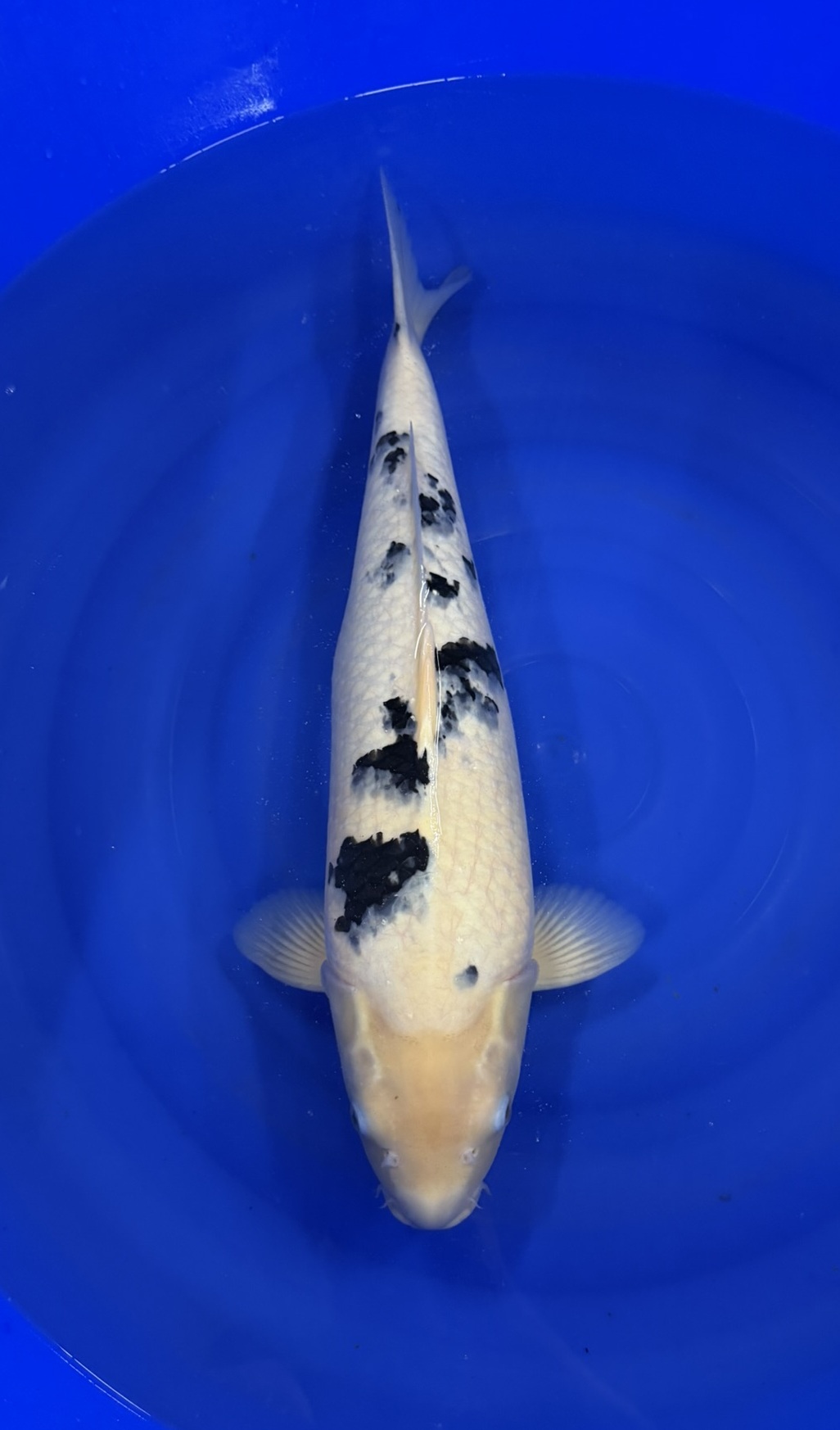 Marusei - Nisai - Bekko - KOI-7260105