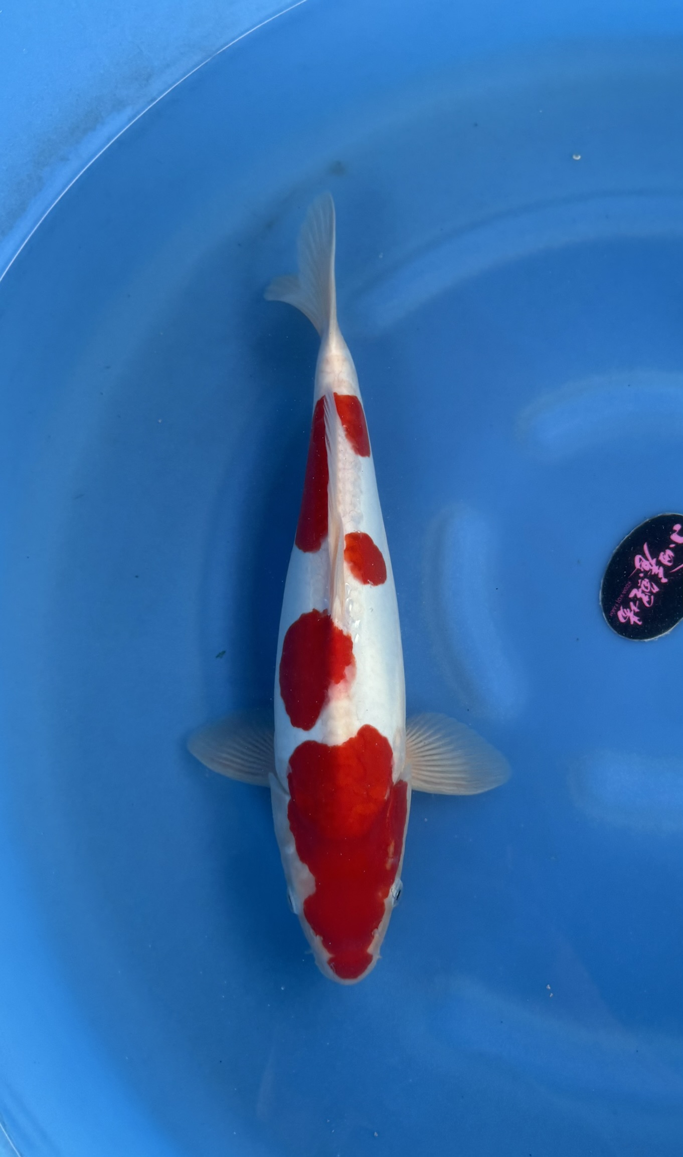 Dier, Vis, Zeeleven, Karper, Koi