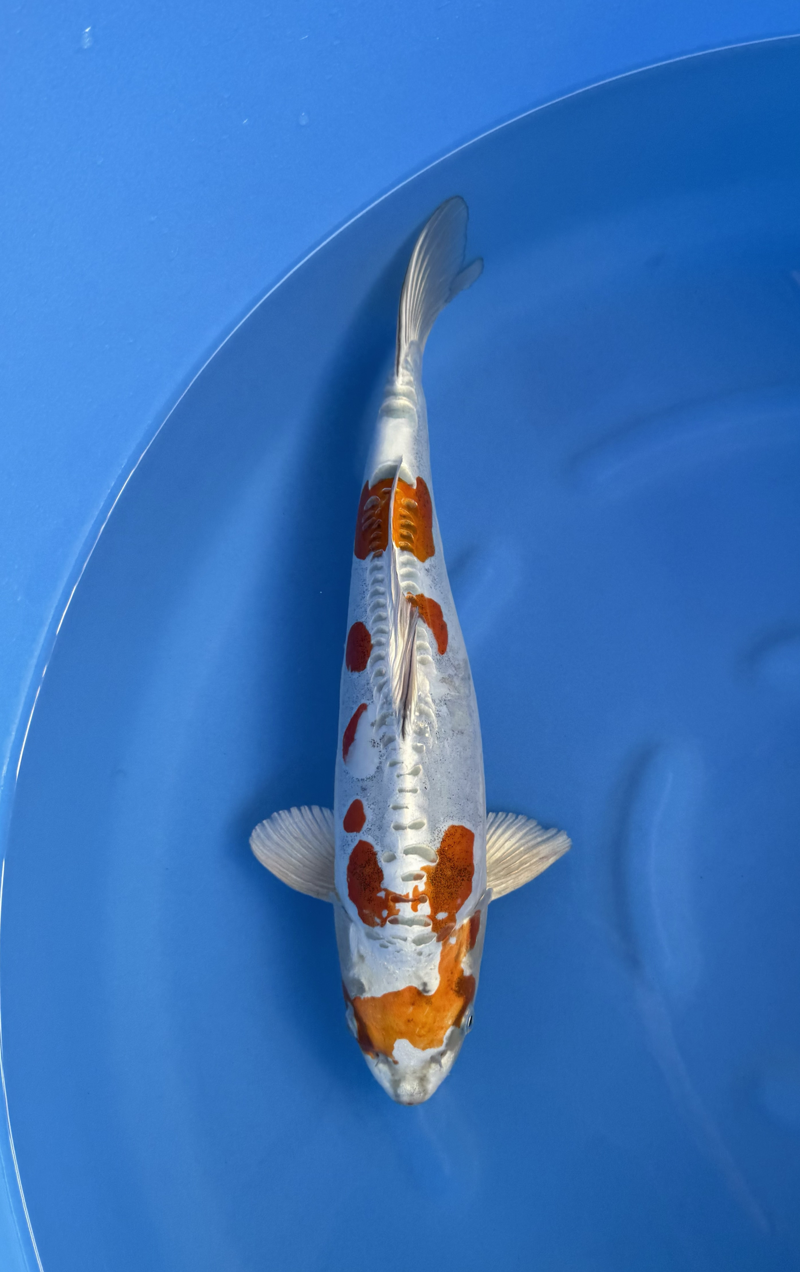 Dier, Karper, Vis, Zeeleven, Koi