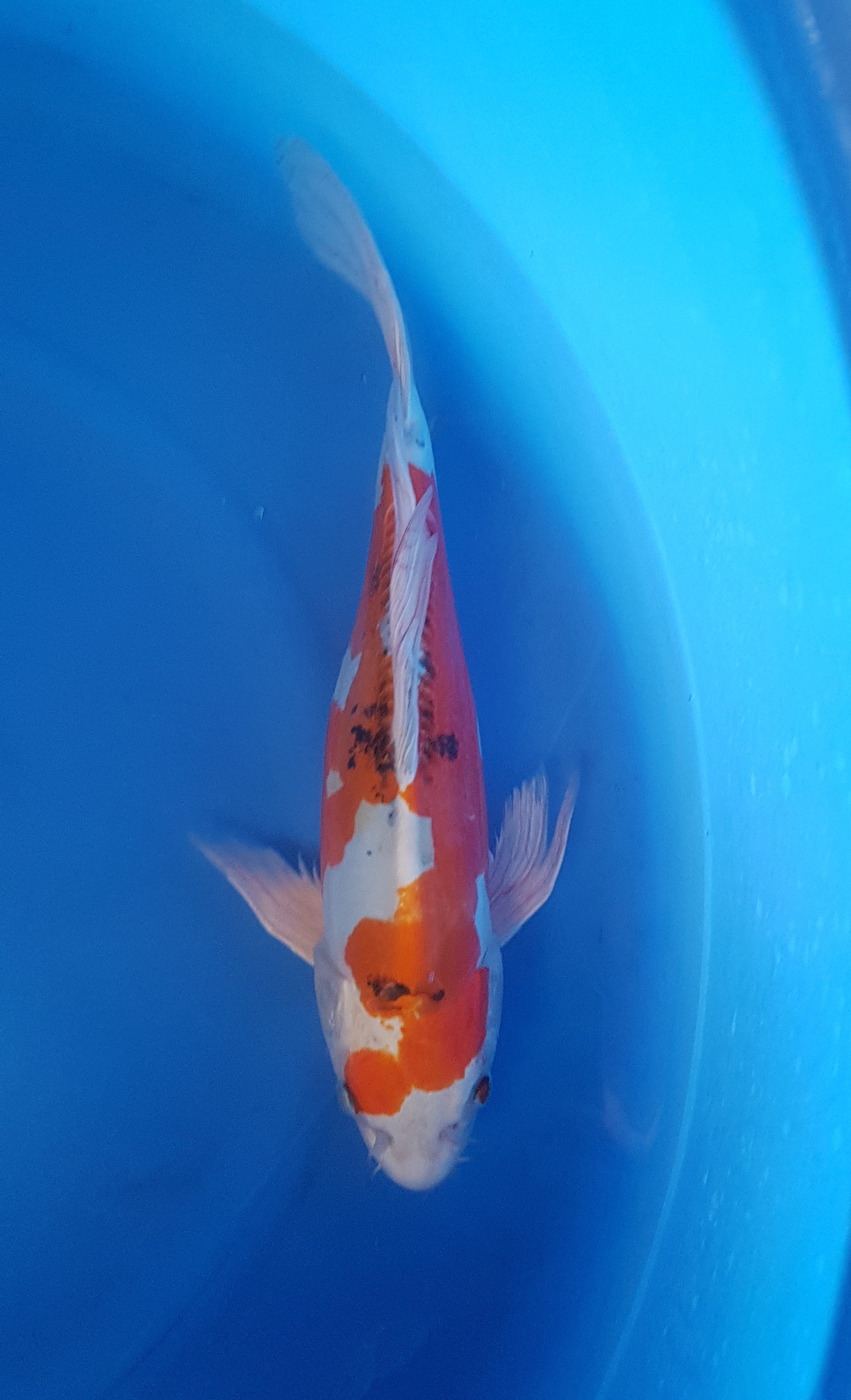 Yamazaki - Nisai - Butterfly Yamatonishiki - KOI-62064