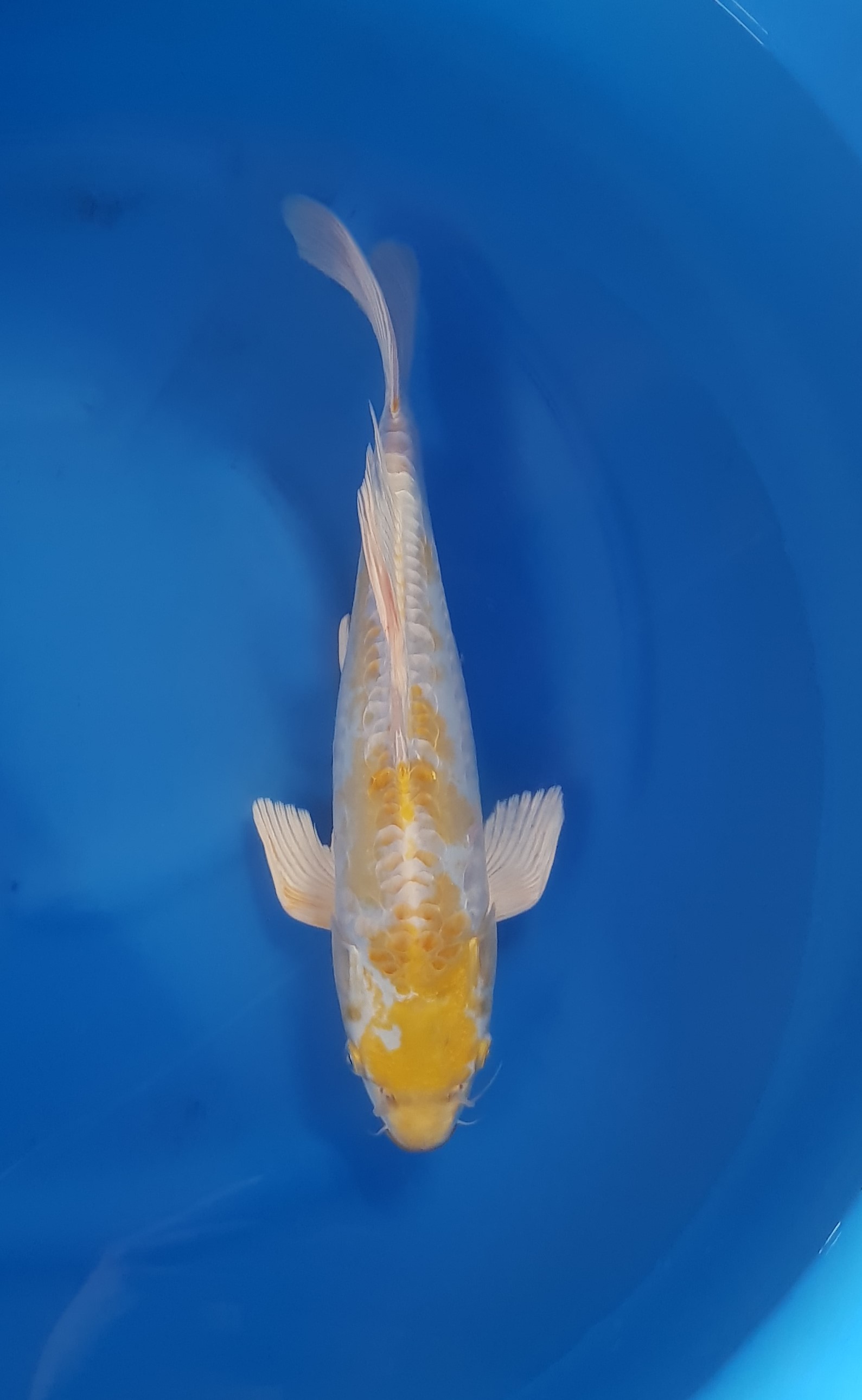 Aquatisch, Karper, Vis, Zeeleven, Koi