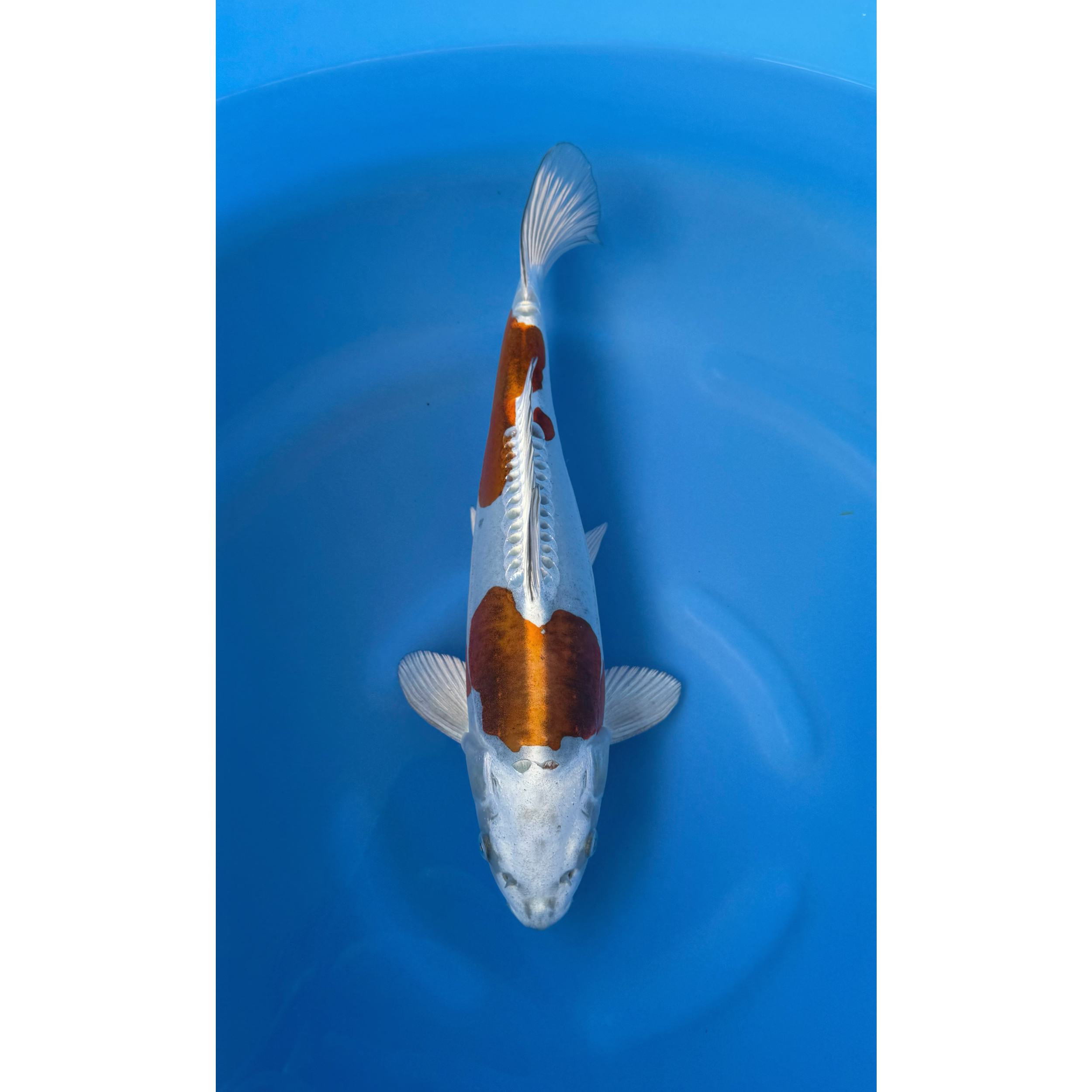 Kase - Nisai - Doitsu Kogane Ochiba - KOI-7262068