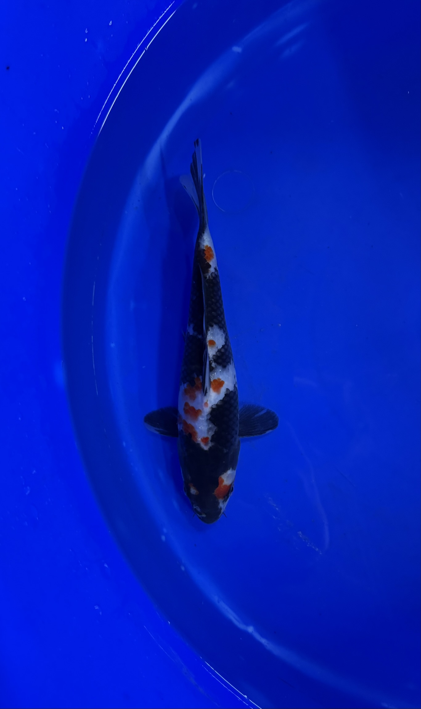 Aquatisch, Karper, Vis, Zeeleven, Koi