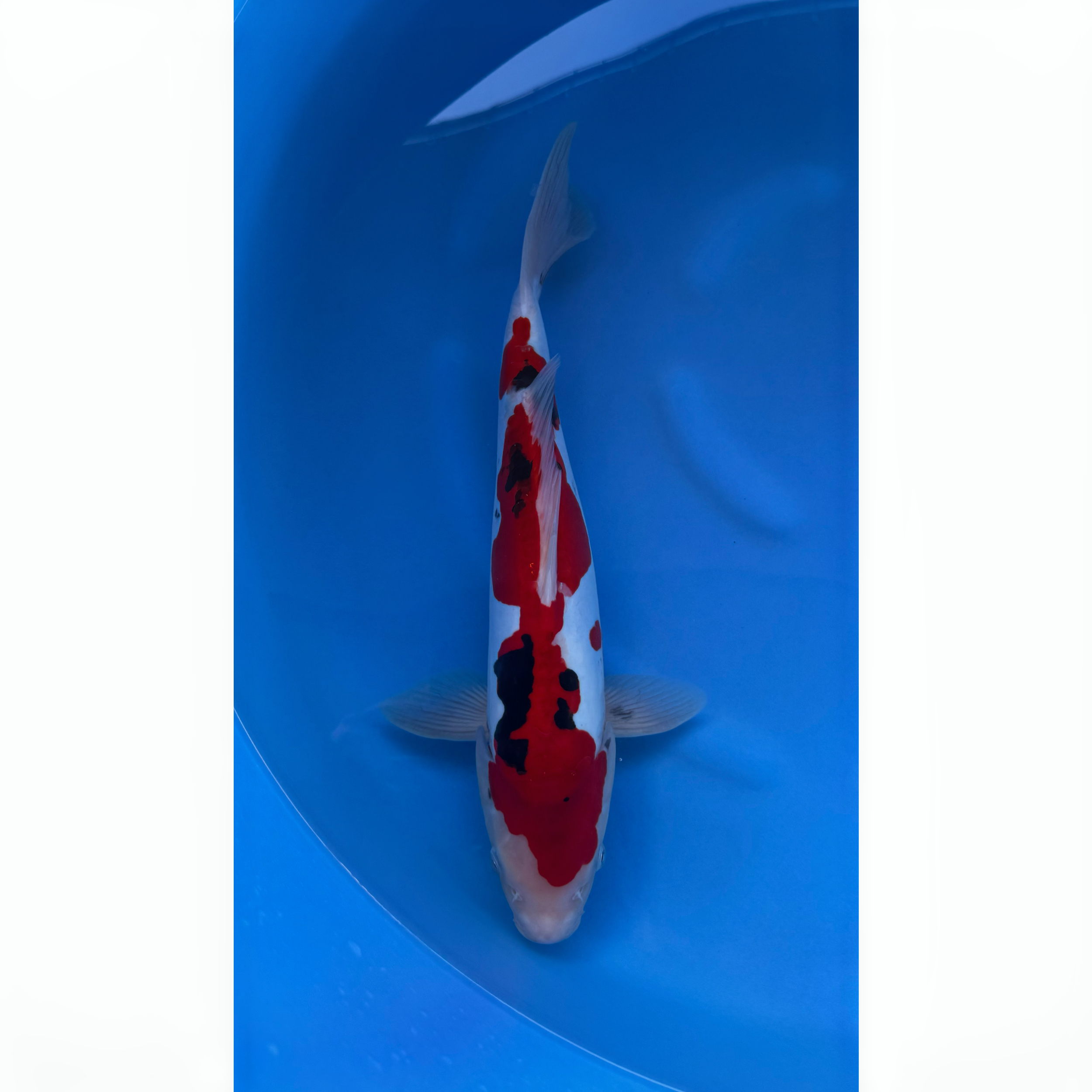 Kase - Nisai - Doitsu Sanke - KOI-7261307